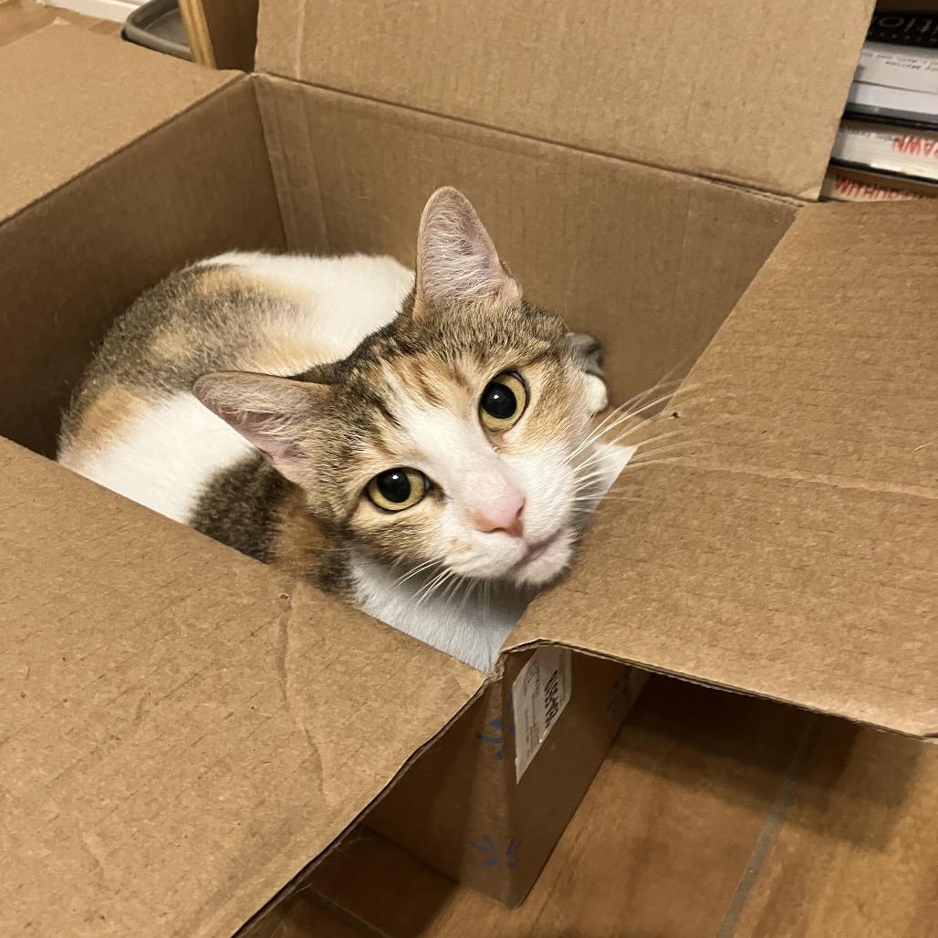 Enlarge Coadi, a Adoptable Domestic Short Hair in Baytown, TX image 5/6