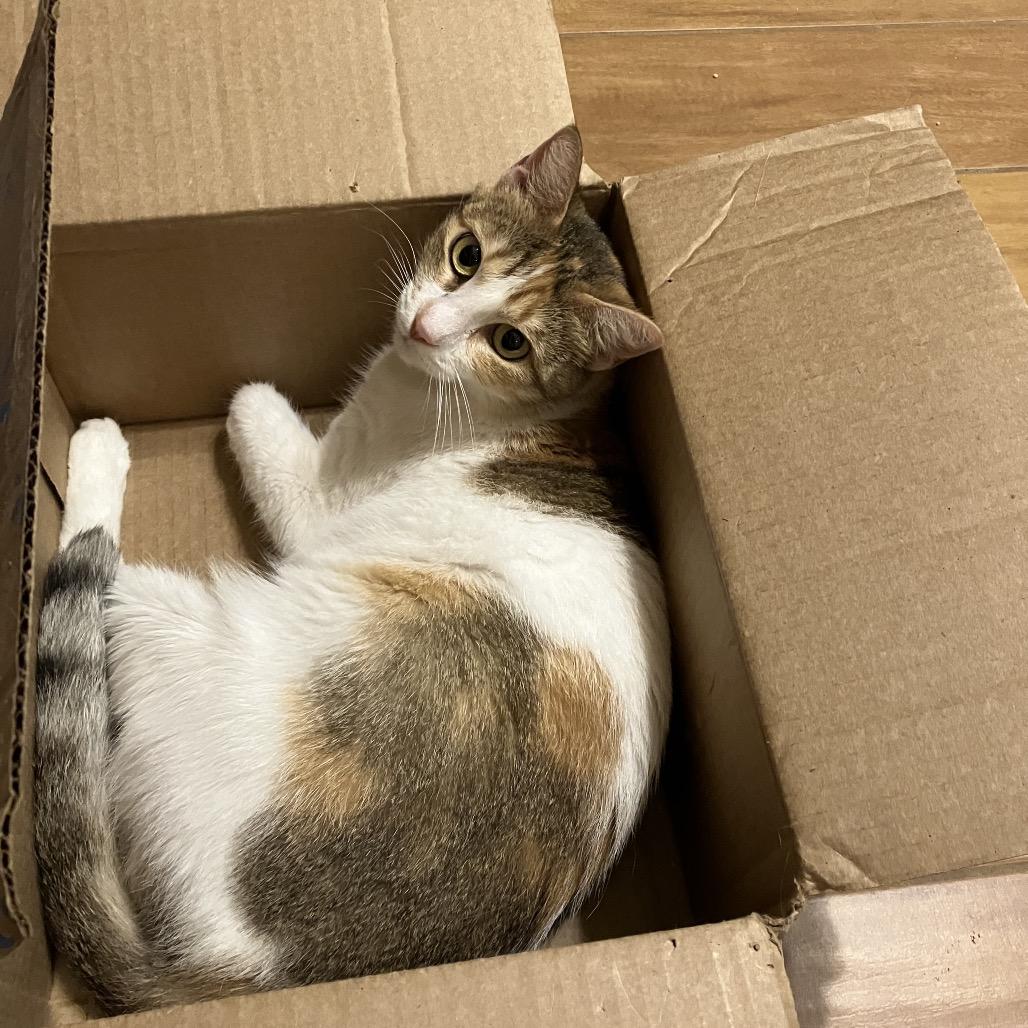 Coadi — thumbnail 6