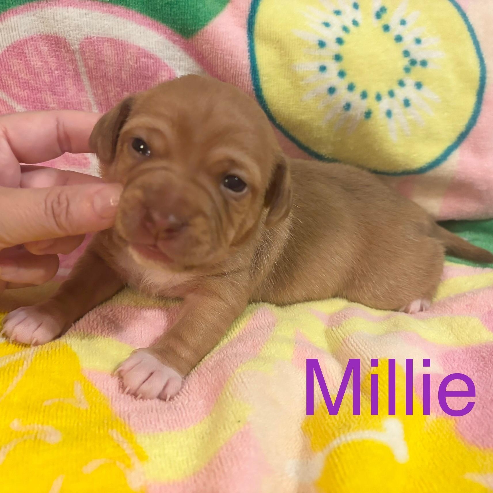 Millie, Baby Female unknown