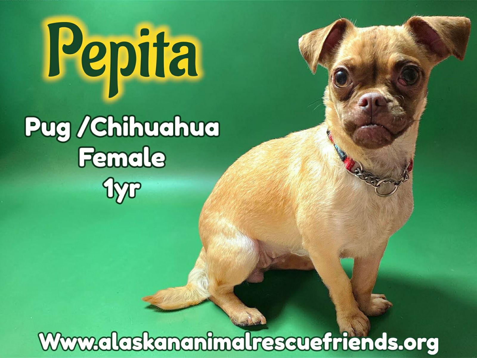 Enlarge Pepita, a Adoptable mixed breed in Anchorage, AK image 1/1