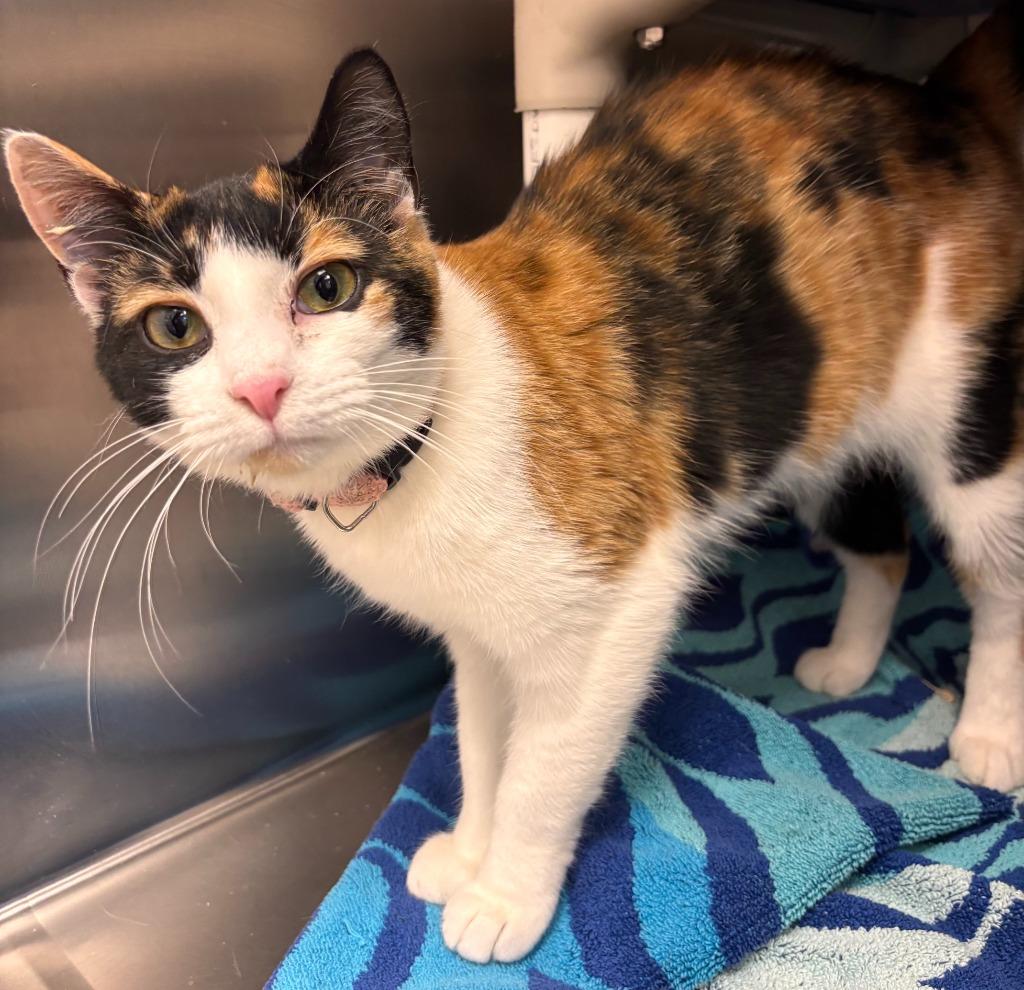 Enlarge Cali, a Adoptable mixed breed in Madison, GA image 1/2