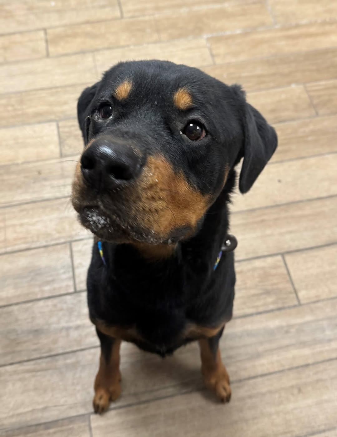 Enlarge Chop, a Adopted Rottweiler in Rowlett, TX image 1/1