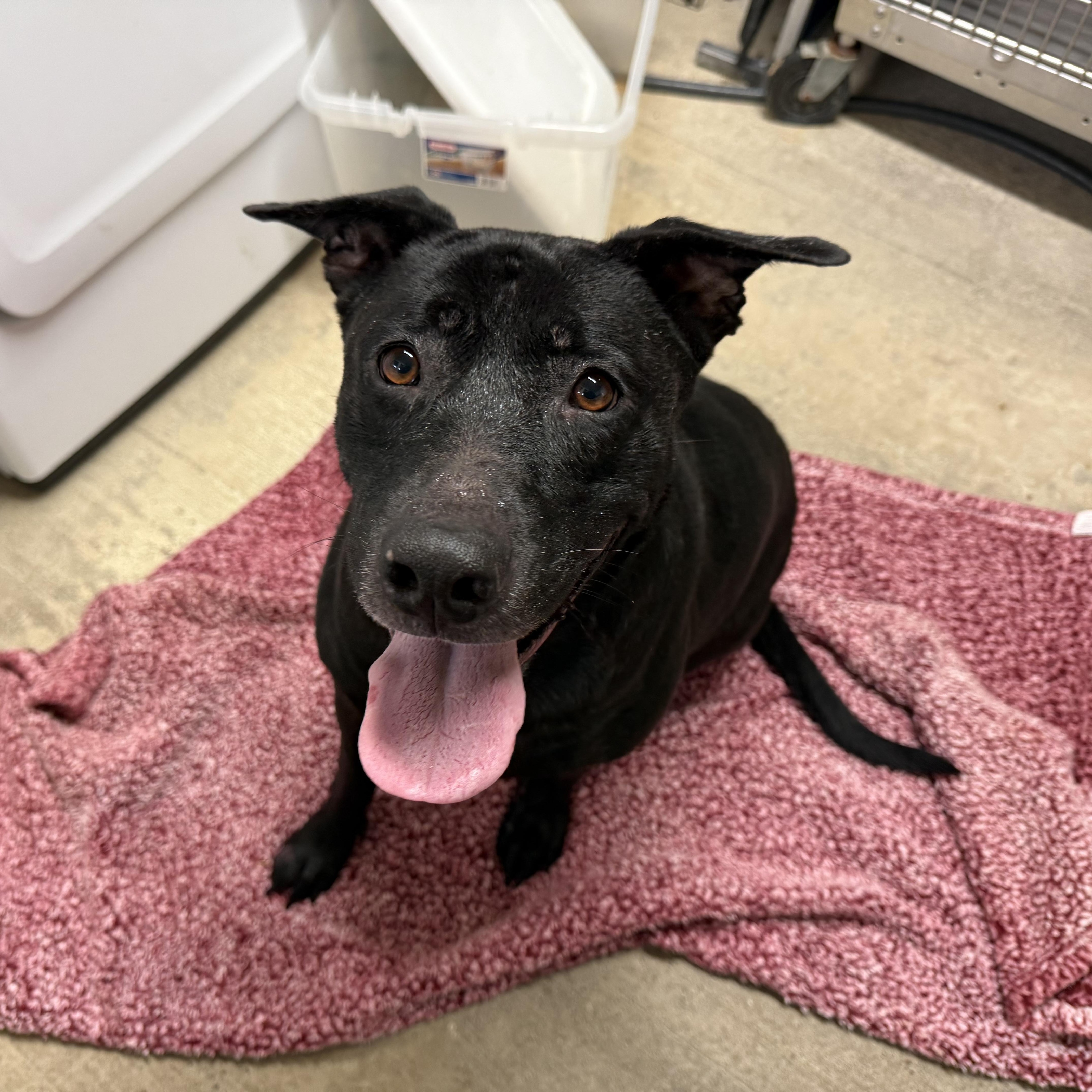 Enlarge Joy, a Adoptable mixed breed in Lewisburg, TN image 2/4