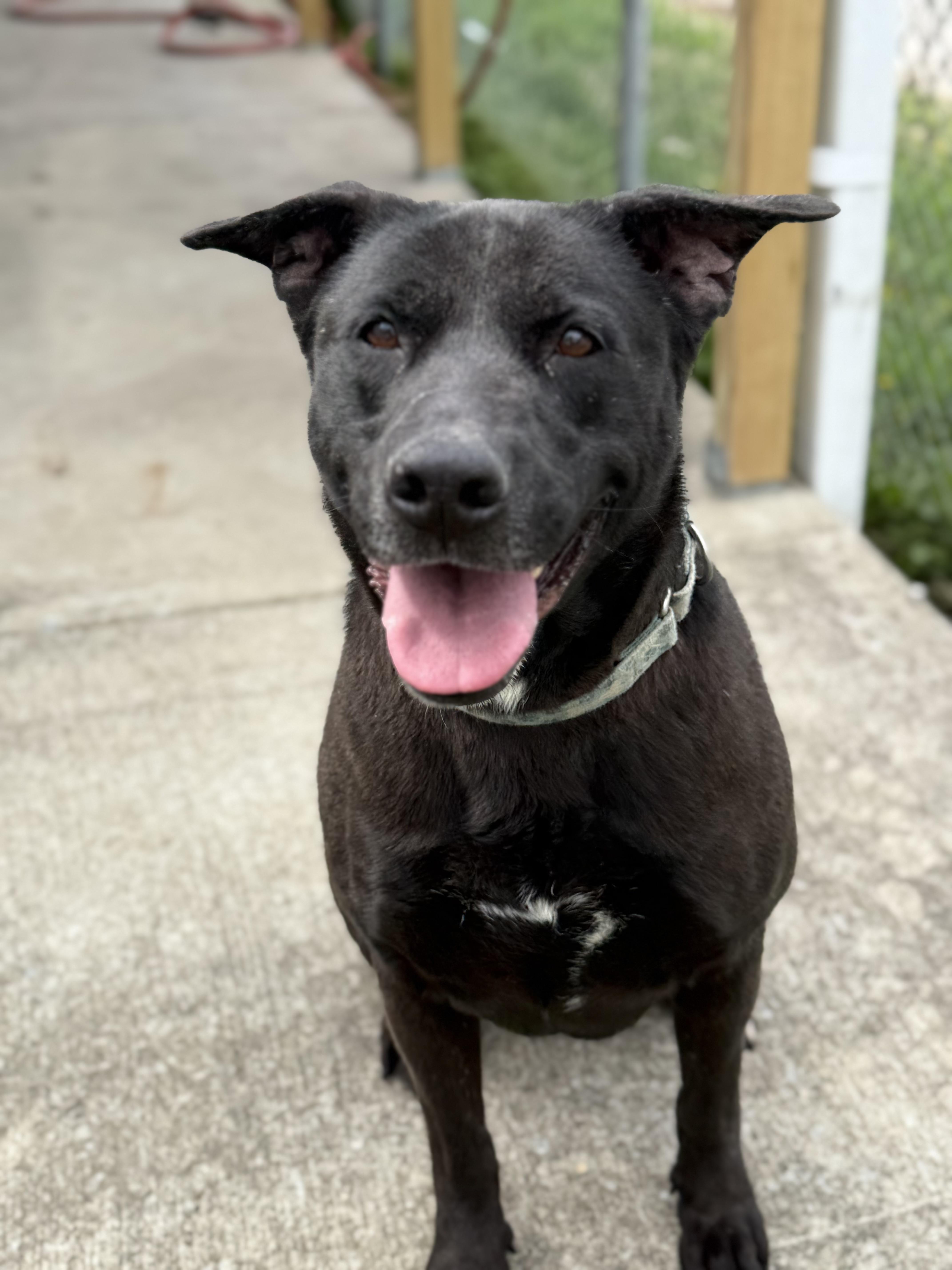 Enlarge Joy, a Adoptable mixed breed in Lewisburg, TN image 1/3