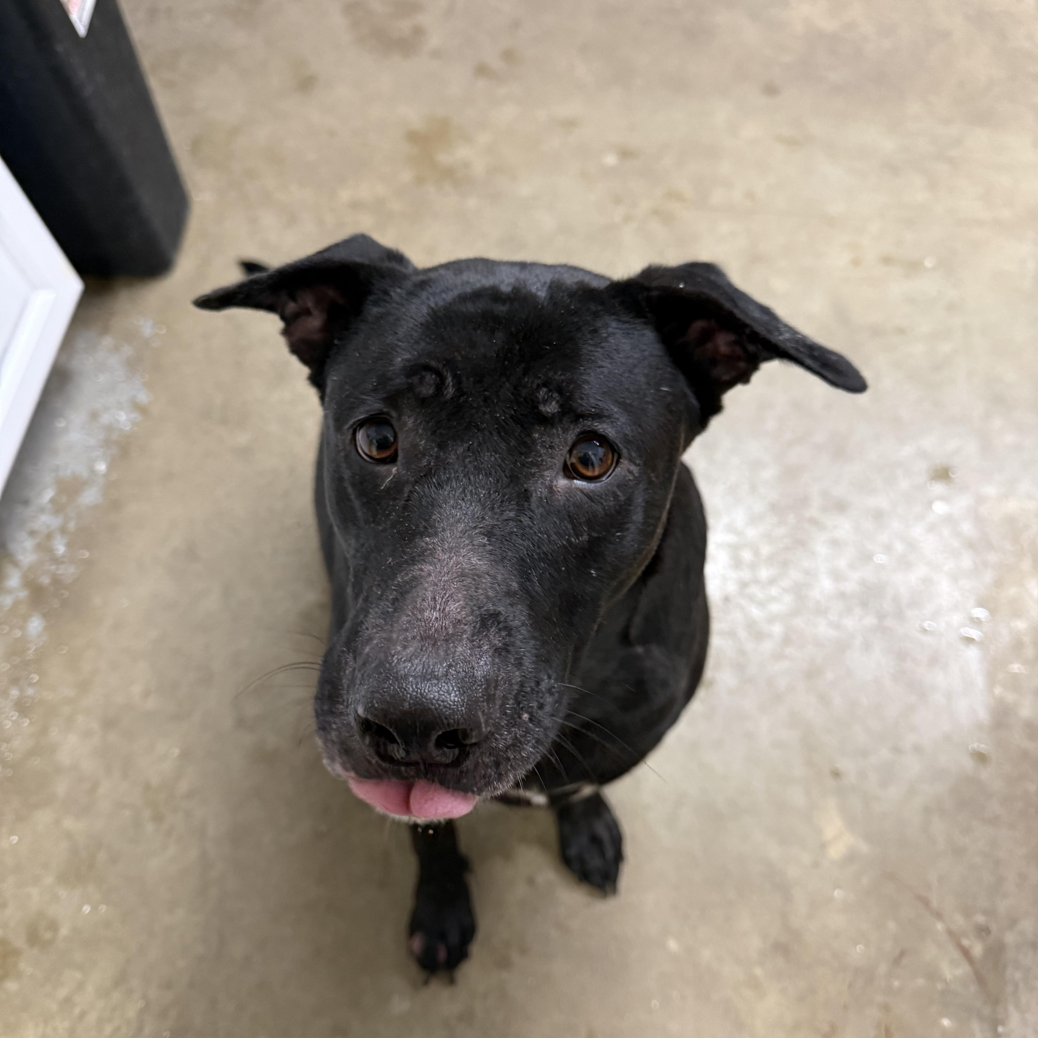 Enlarge Joy, a Adoptable mixed breed in Lewisburg, TN image 1/4
