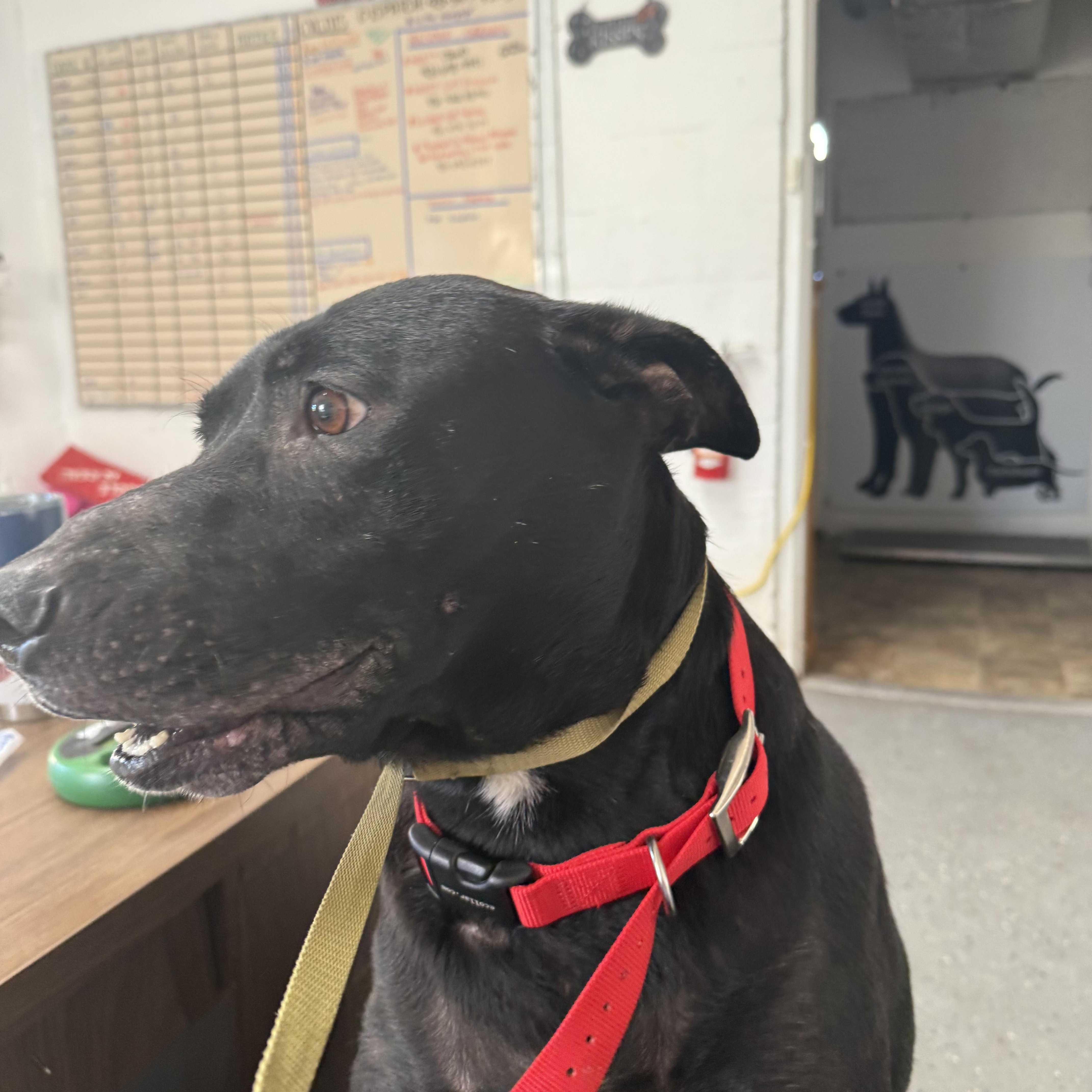 Joy, Adoptable, Adult Female Black Labrador Retriever.