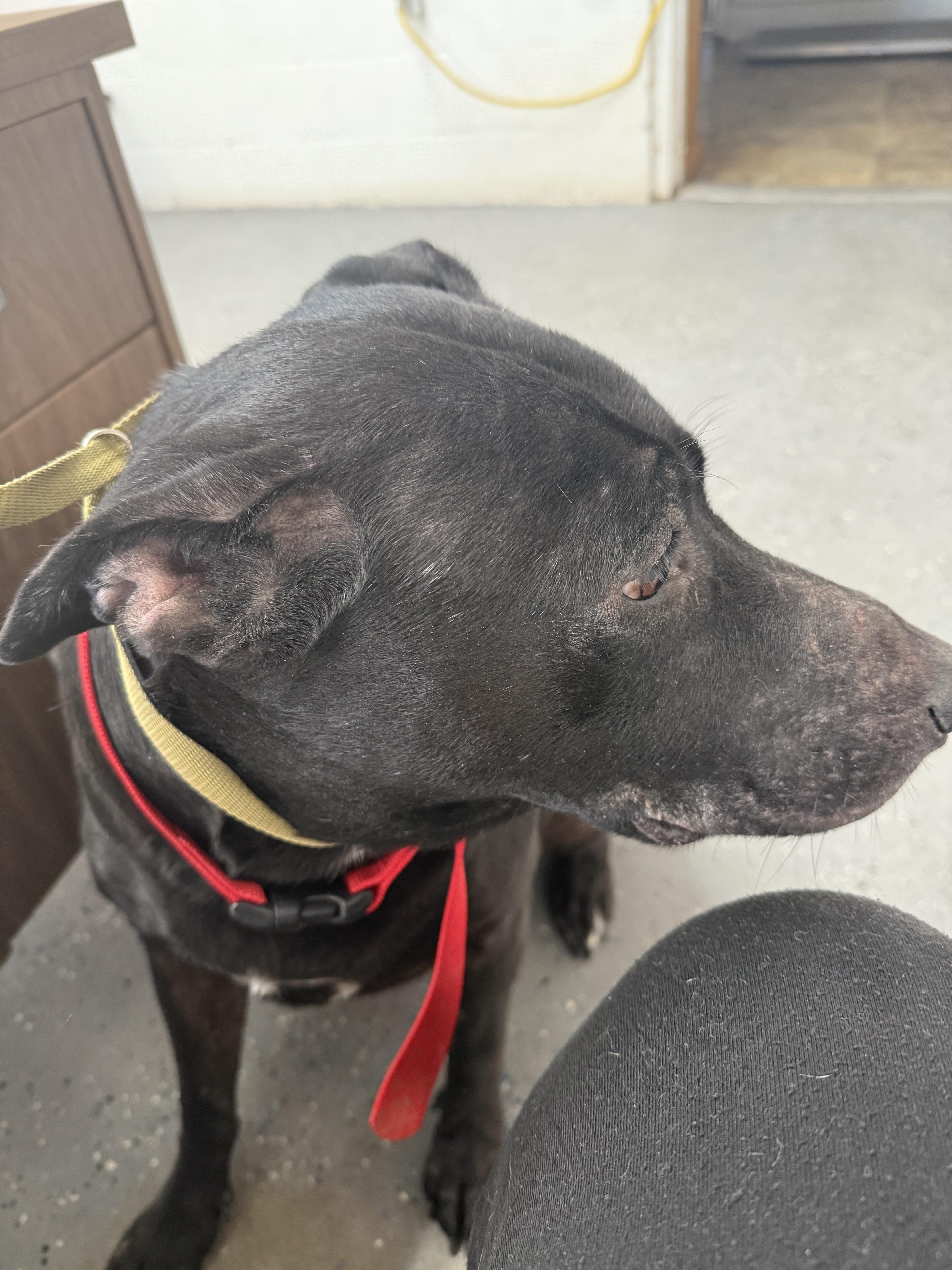 Enlarge Joy, a Adoptable mixed breed in Lewisburg, TN image 4/4