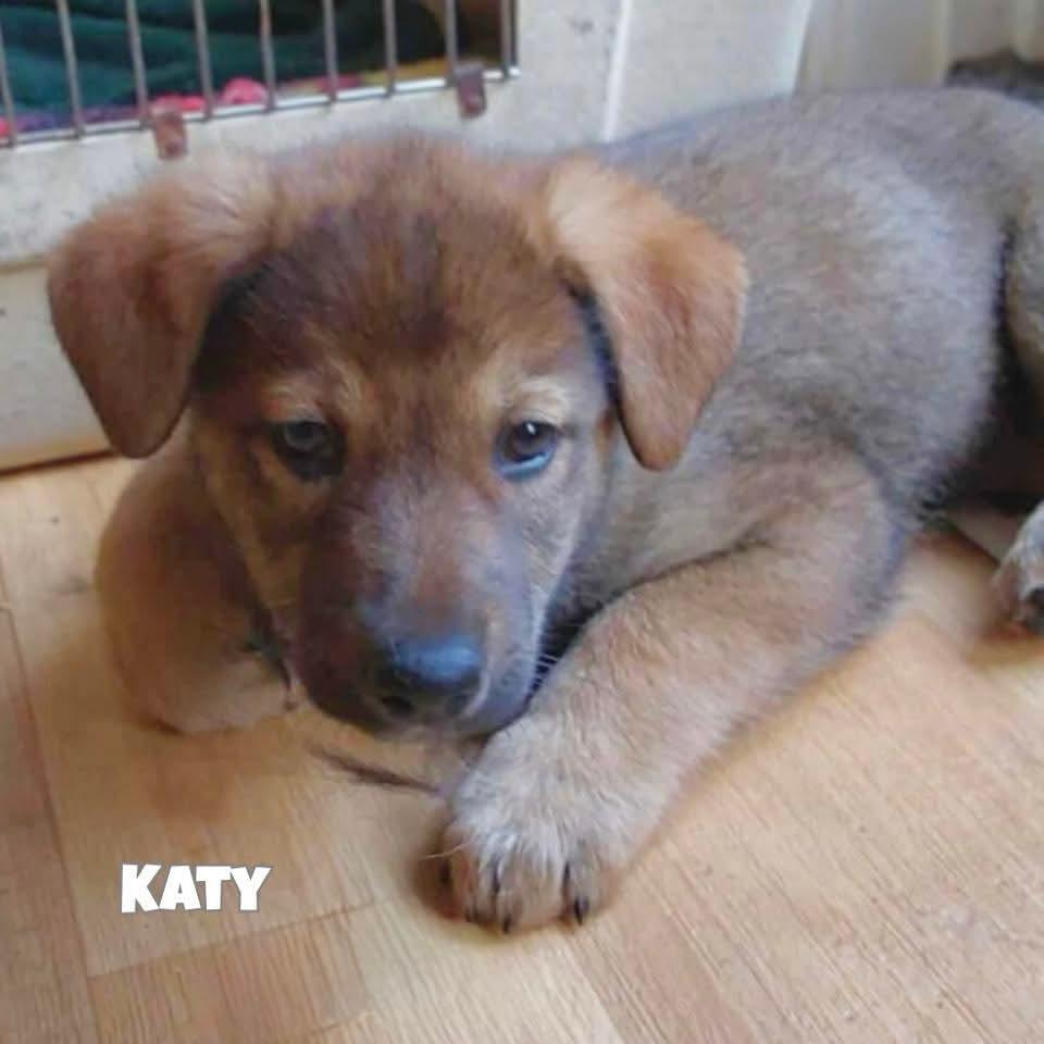 Katy, Adopted, Puppy Female Labrador Retriever.
