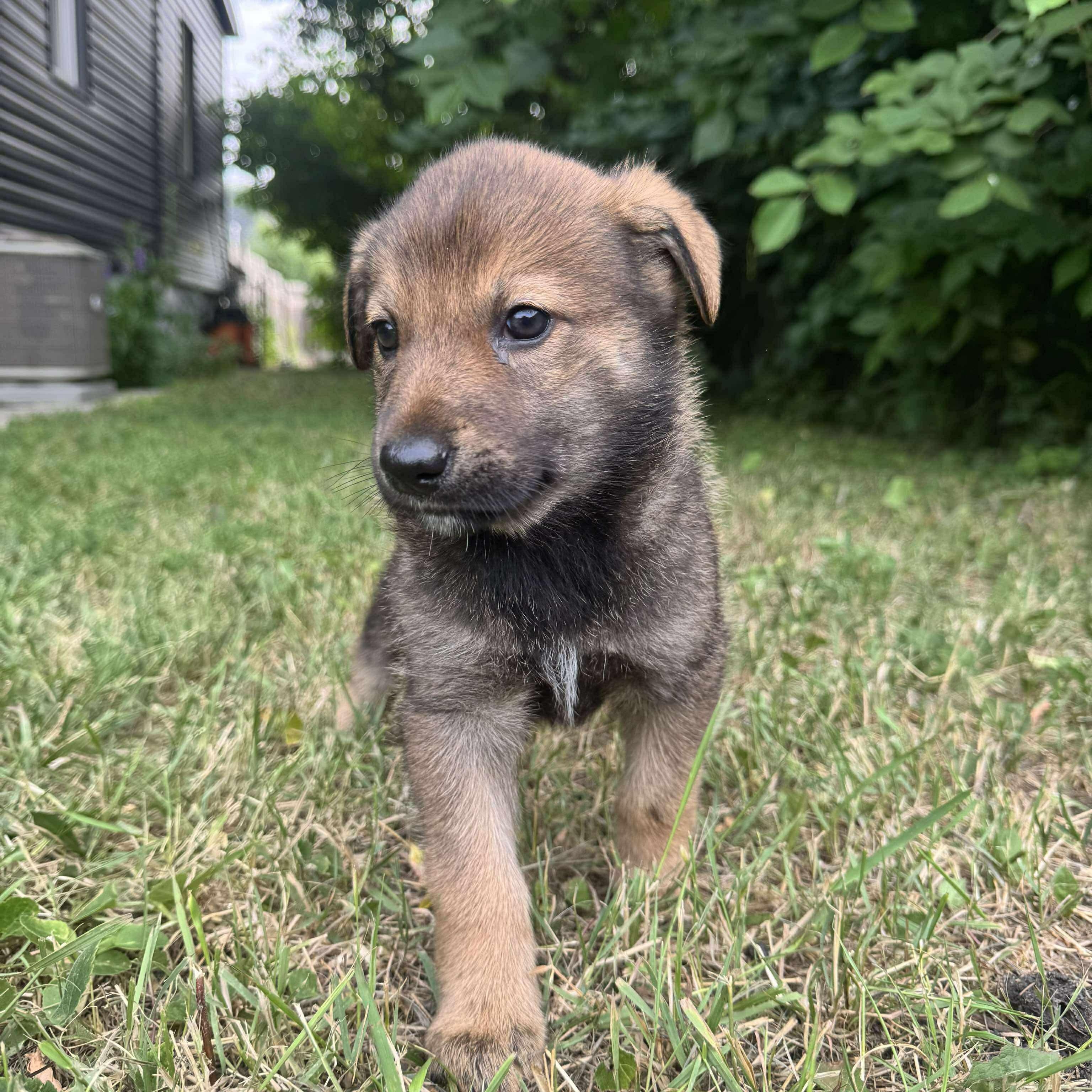 Katy, an adoptable Labrador Retriever in Winnipeg, MB, R2C 1P2 | Photo Image 3