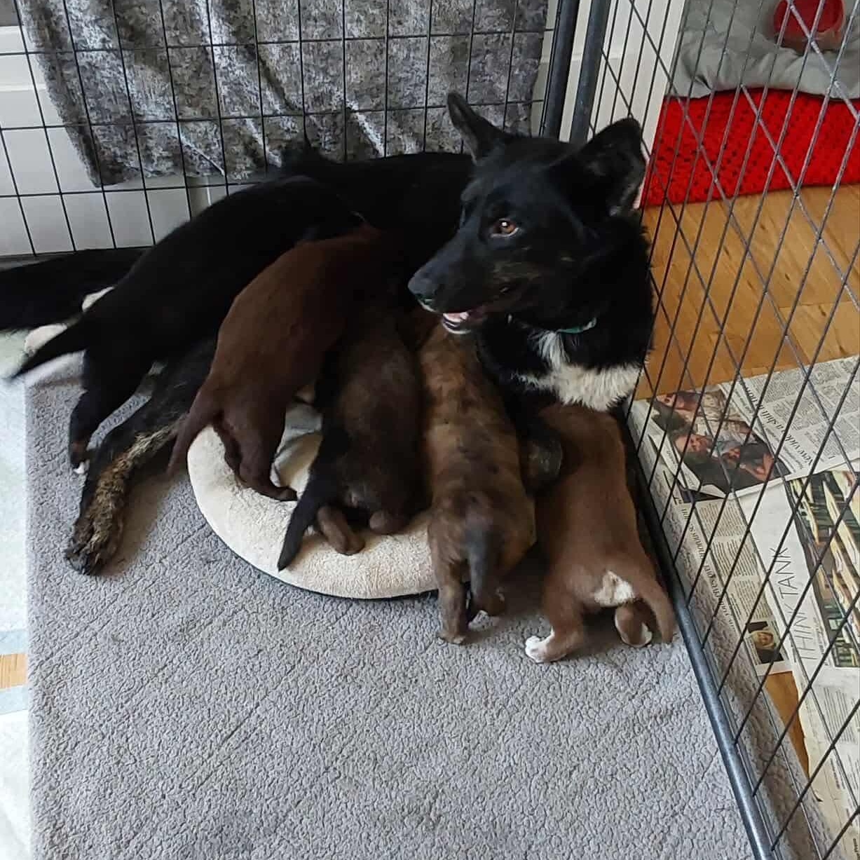 Katy, a Adopted mixed breed in Winnipeg, MB image 5/5