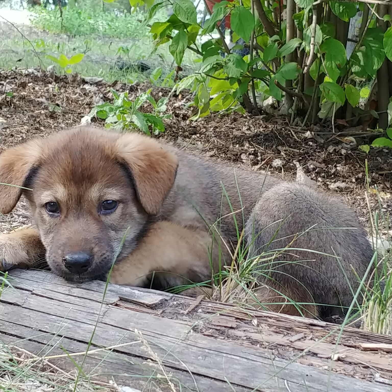 Katy, a Adopted mixed breed in Winnipeg, MB image 2/5