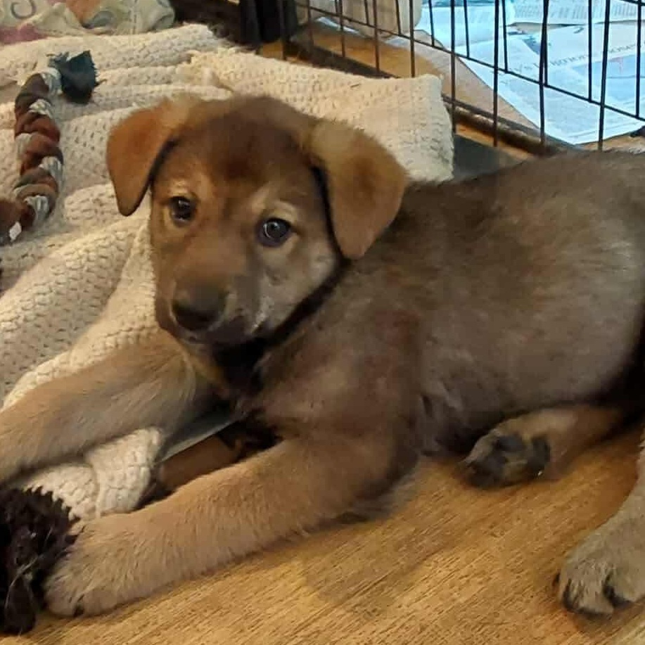 Katy, a Adopted mixed breed in Winnipeg, MB image 4/5