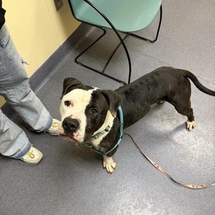 Mallard, Adoptable, Adult Male Mixed Breed & Mixed Breed.