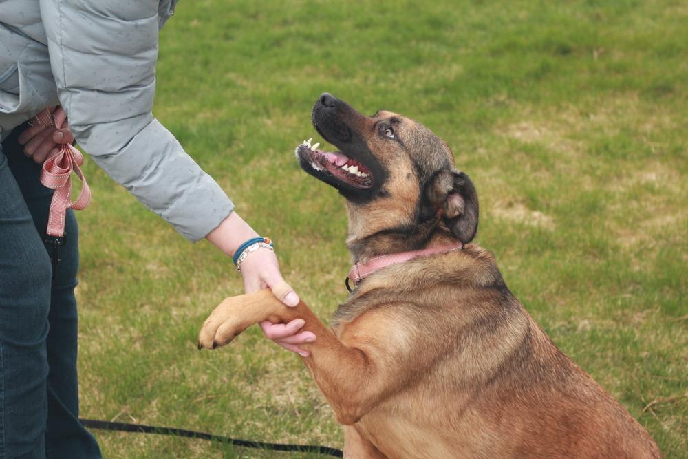 Kira, Adoptable, Adult Female Mixed Breed.