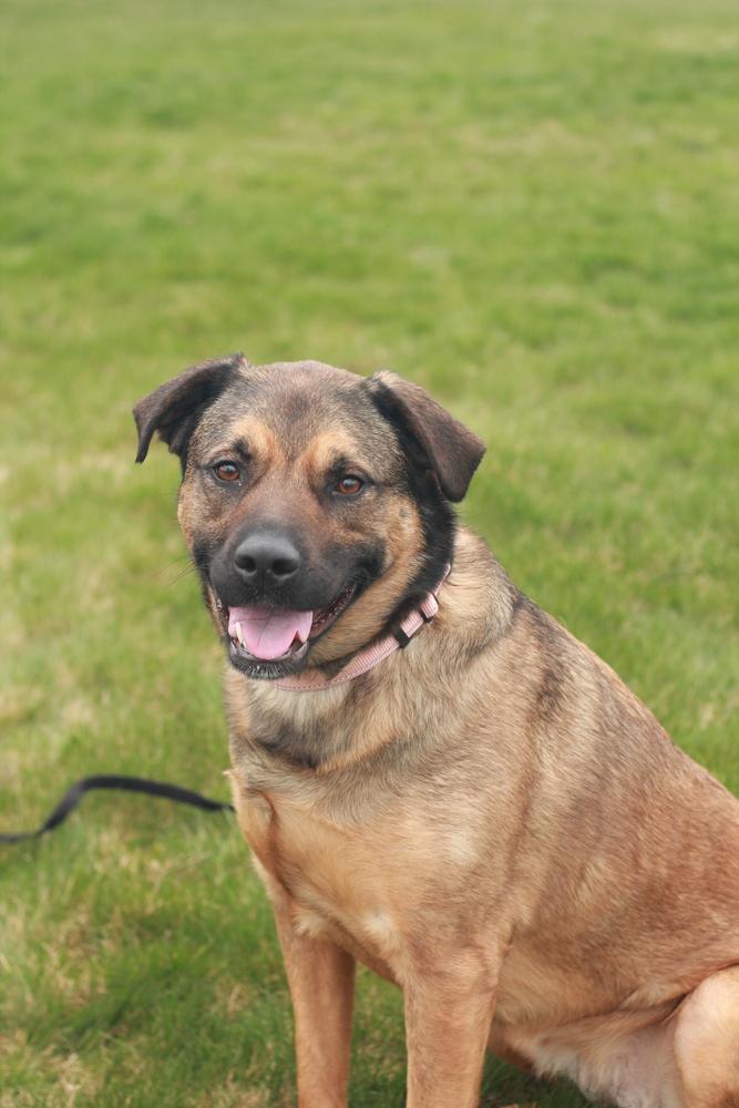 Kira, a Adoptable mixed breed in Rathdrum, ID image 2/6