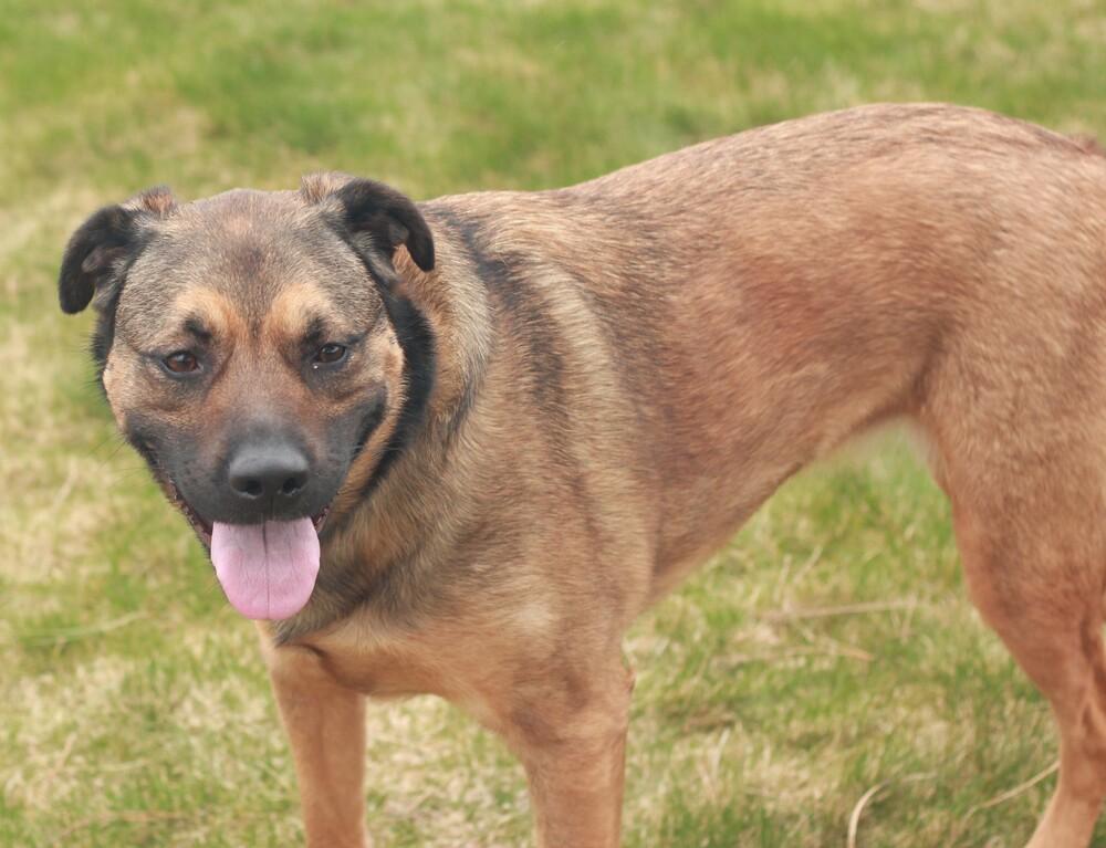 Kira, a Adoptable mixed breed in Rathdrum, ID image 5/6