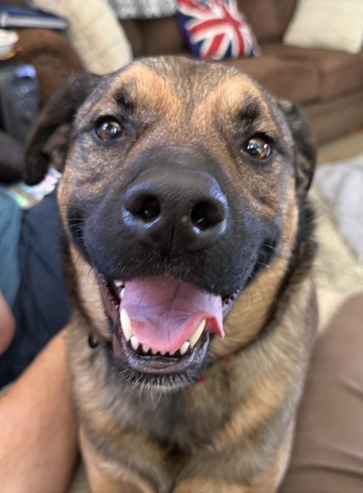 Kira, a Adoptable mixed breed in Rathdrum, ID image 6/6