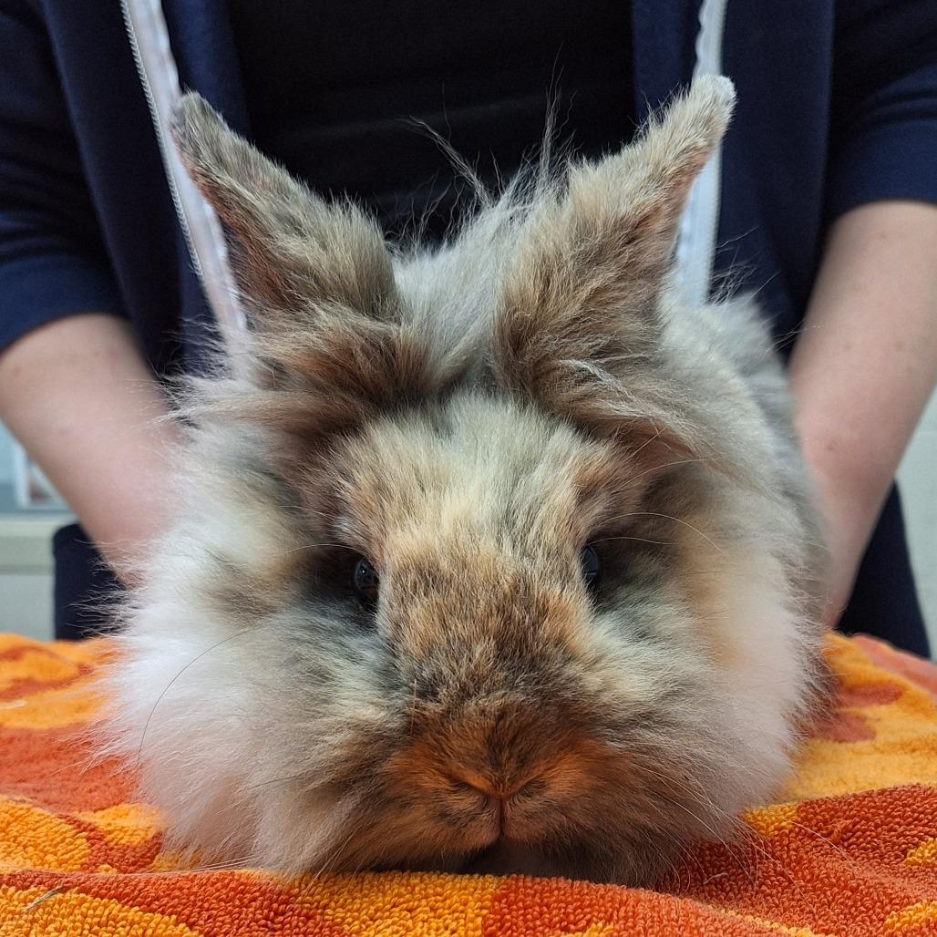 Enlarge Sugar, a Adoptable Lionhead in Murray, UT image 1/1