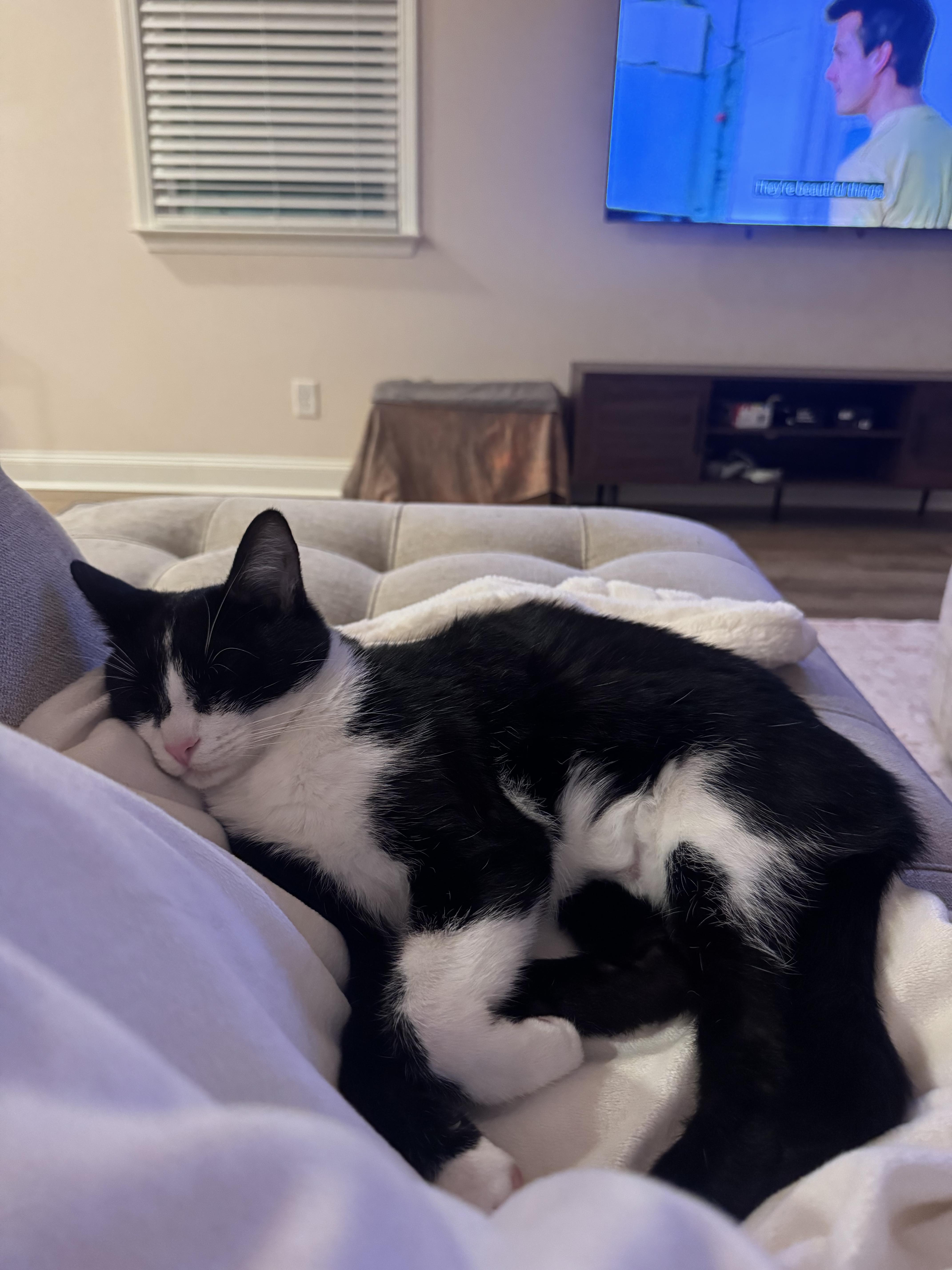 Enlarge Gatewood, a Adoptable Tuxedo in Boothbay, ME image 3/5