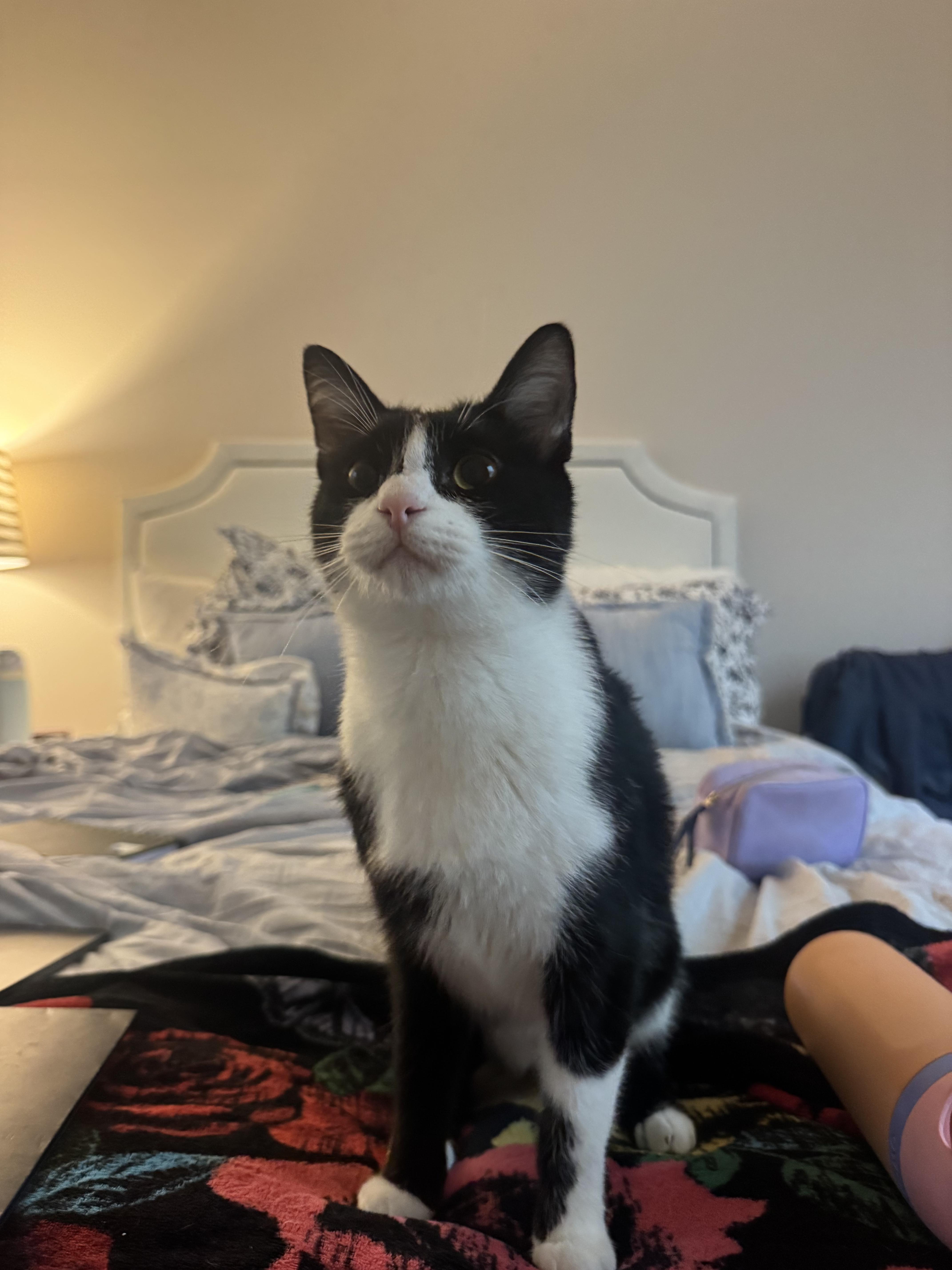 Enlarge Gatewood, a Adoptable Tuxedo in Boothbay, ME image 1/5