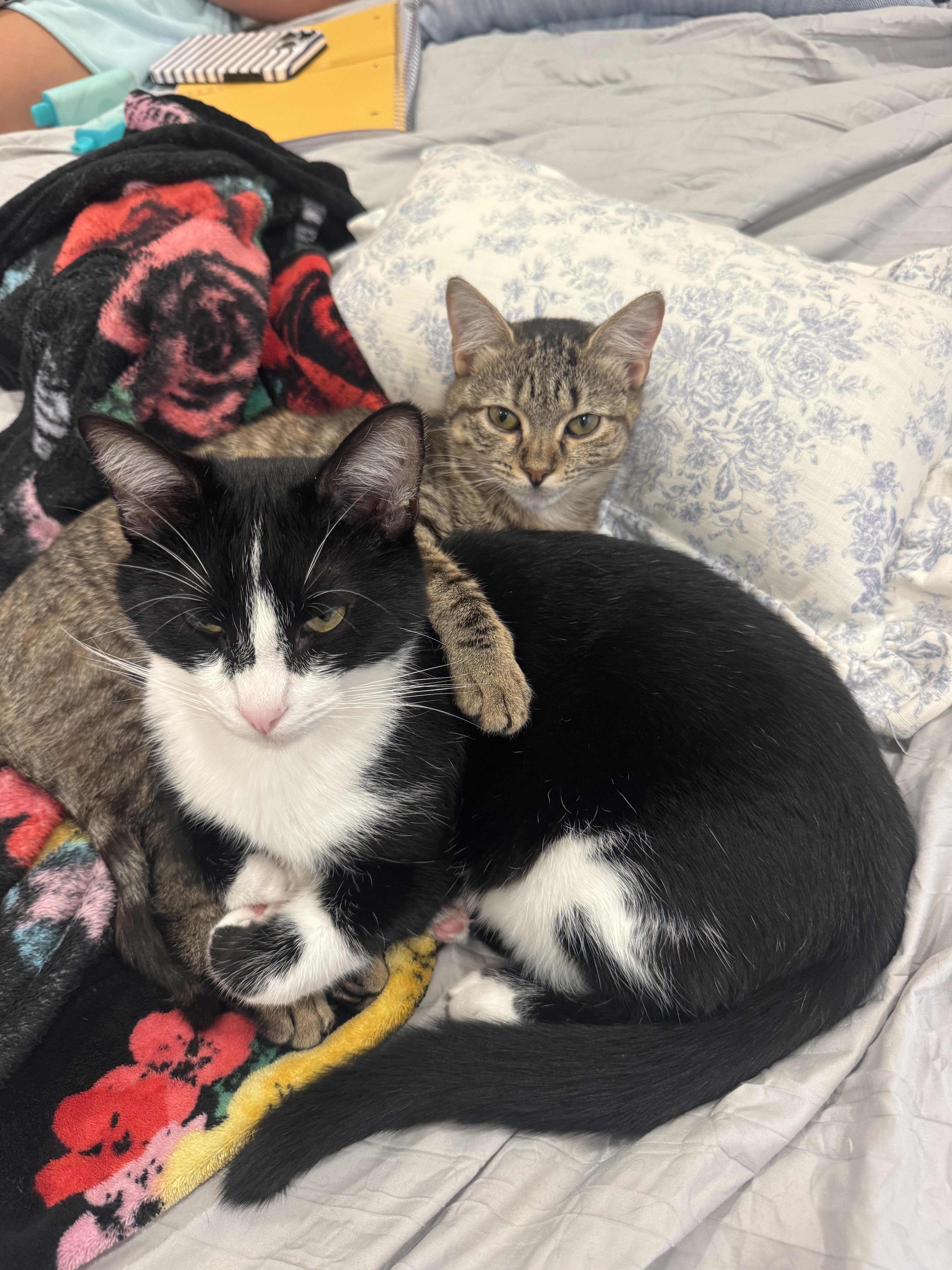 Enlarge Gatewood, a Adoptable Tuxedo in Boothbay, ME image 2/5
