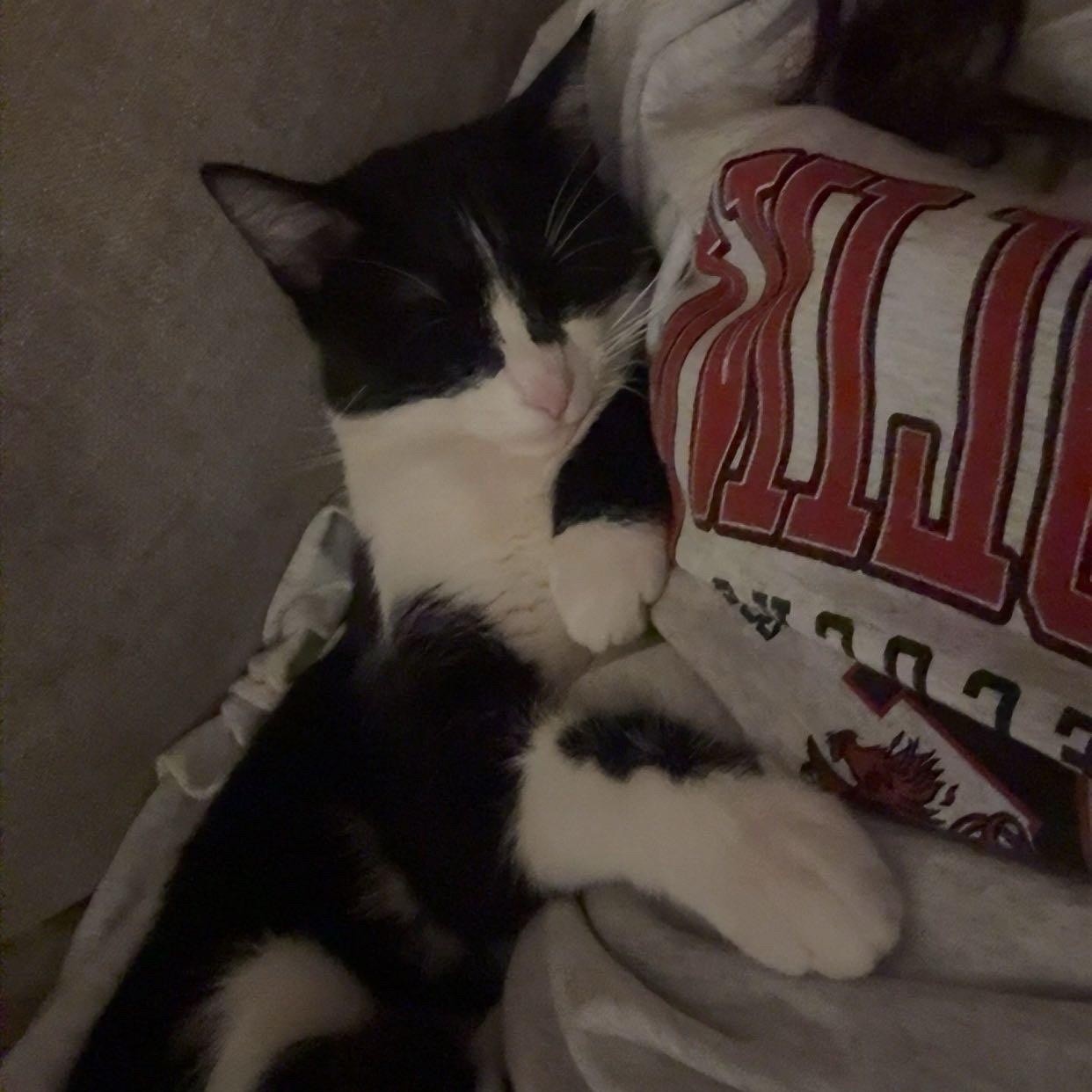 Enlarge Gatewood, a Adoptable Tuxedo in Boothbay, ME image 5/5
