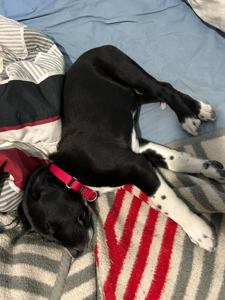 Tybee, Adoptable, Puppy Male Mixed Breed.