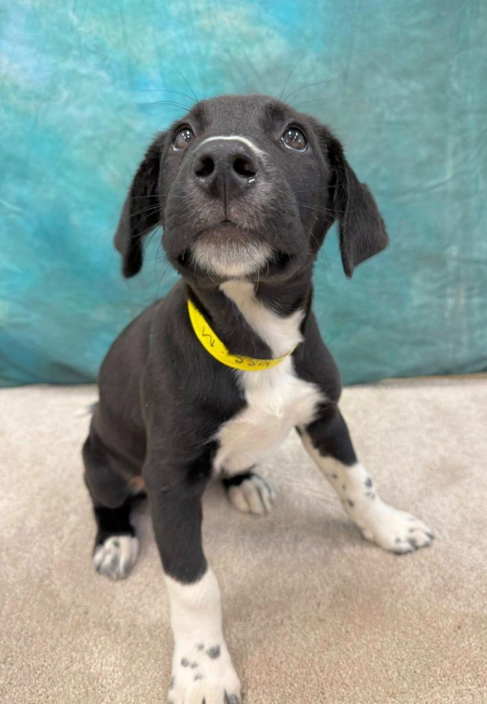 Tybee, a Adoptable mixed breed in Fond Du Lac, WI image 2/5