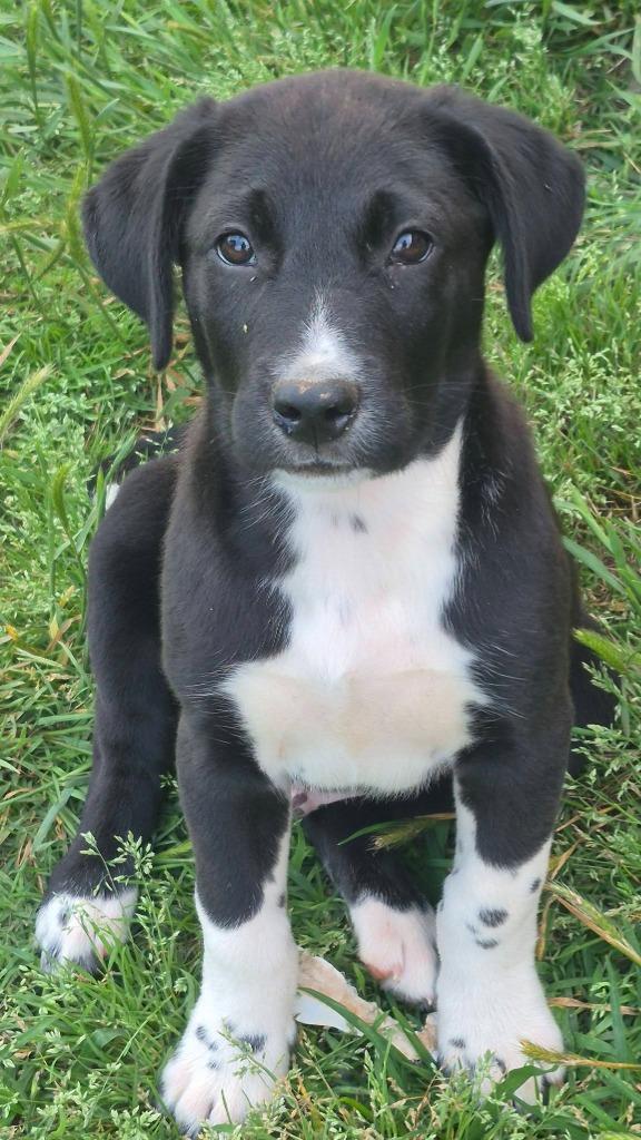 Tybee, a Adoptable mixed breed in Fond Du Lac, WI image 3/5