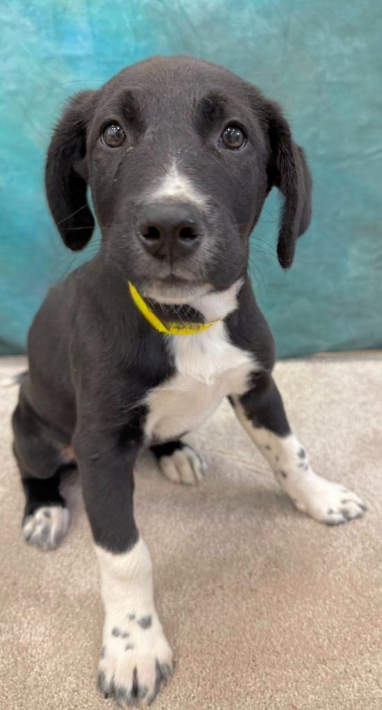 Tybee, a Adoptable mixed breed in Fond Du Lac, WI image 4/5