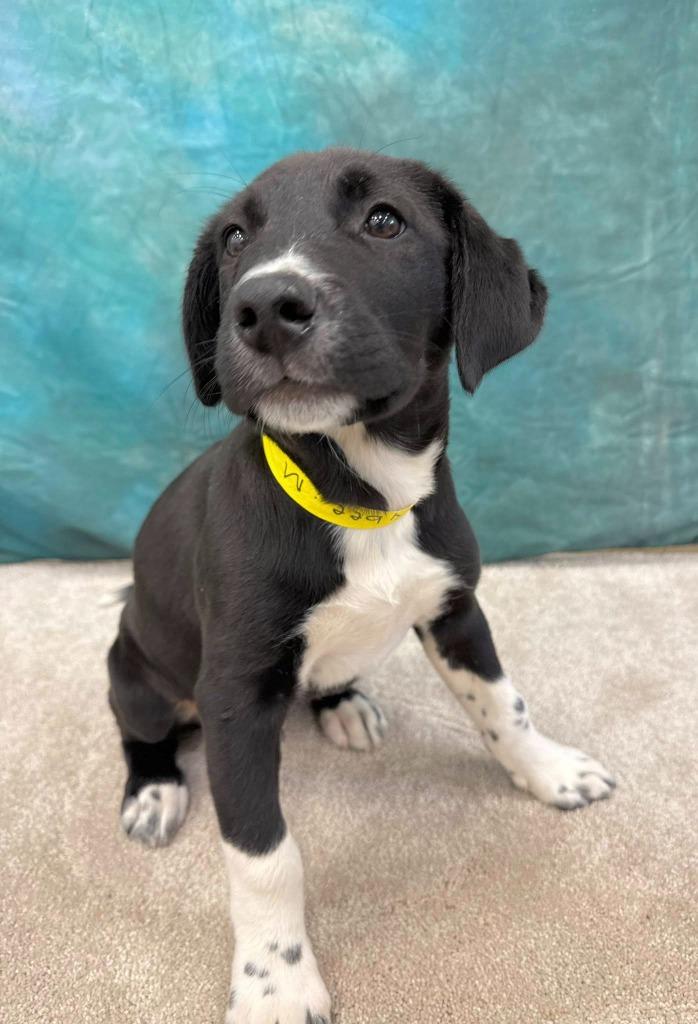 Tybee, a Adoptable mixed breed in Fond Du Lac, WI image 5/5