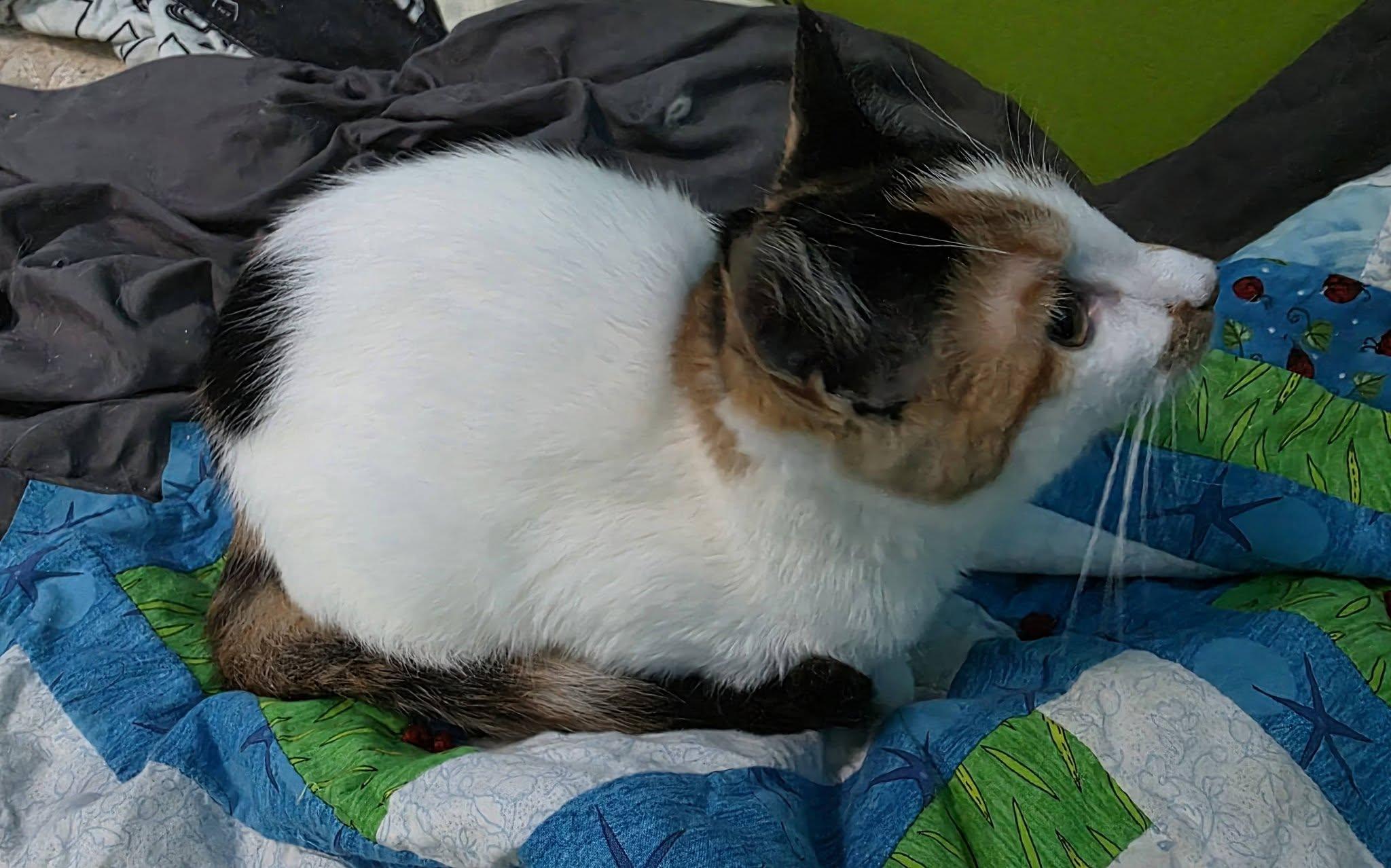 Enlarge Lilo, a Adoptable Domestic Short Hair in Spencerville, ON image 2/4