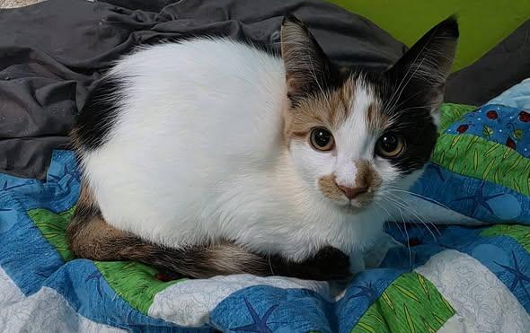 Enlarge Lilo, a Adoptable Domestic Short Hair in Spencerville, ON image 3/4