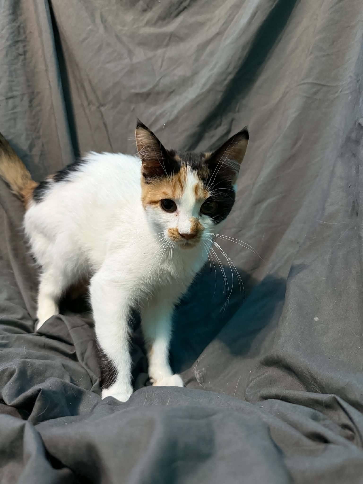 Enlarge Lilo, a Adoptable Domestic Short Hair in Spencerville, ON image 1/4