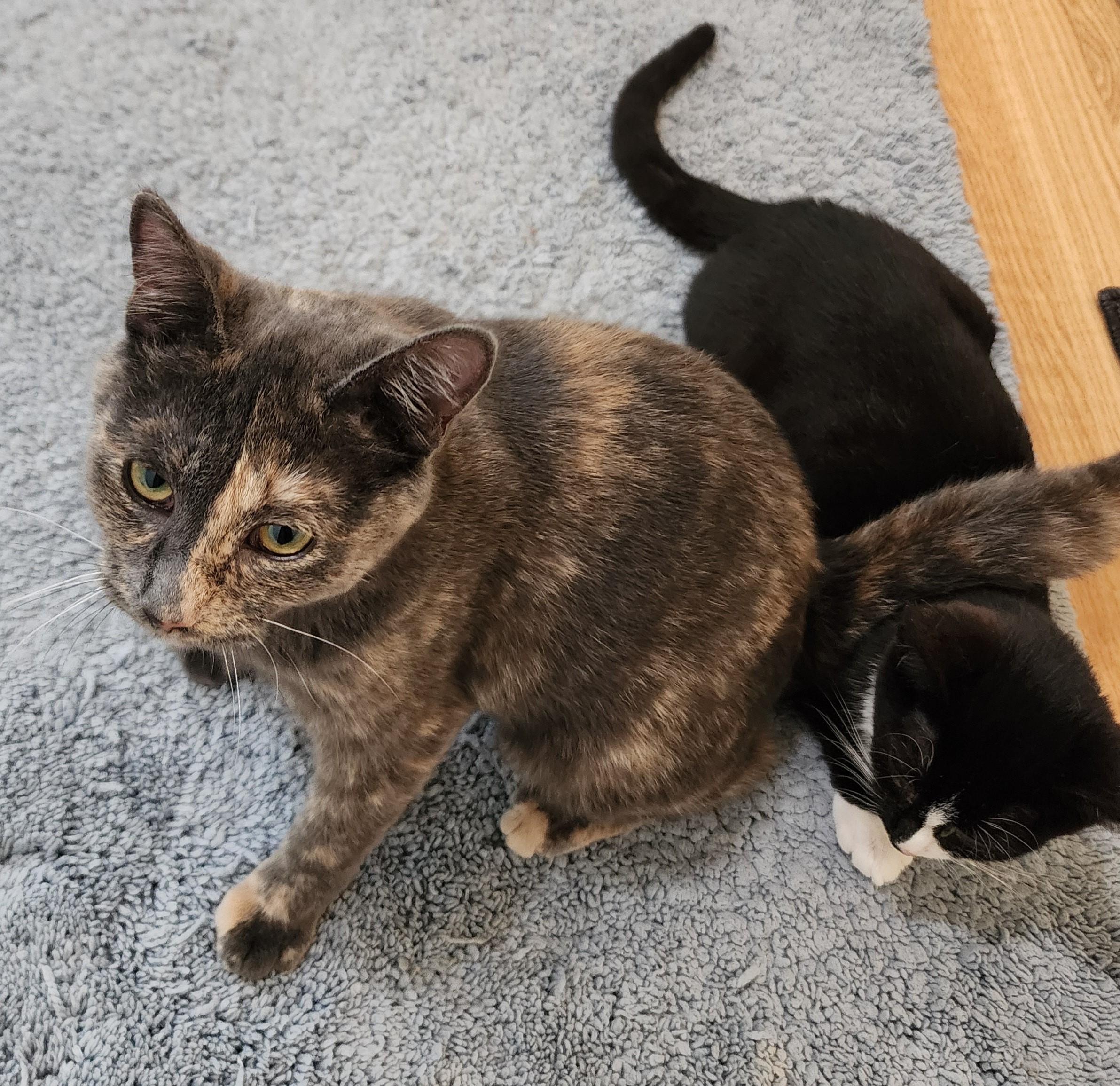 Riley - Sweet, Mild Little Wobbly