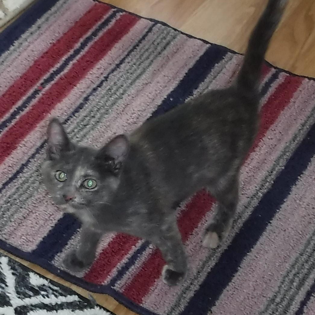 Enlarge Riley - Sweet, Mild Little Wobbly, a Adoptable mixed breed in Hoquiam, WA image 2/6