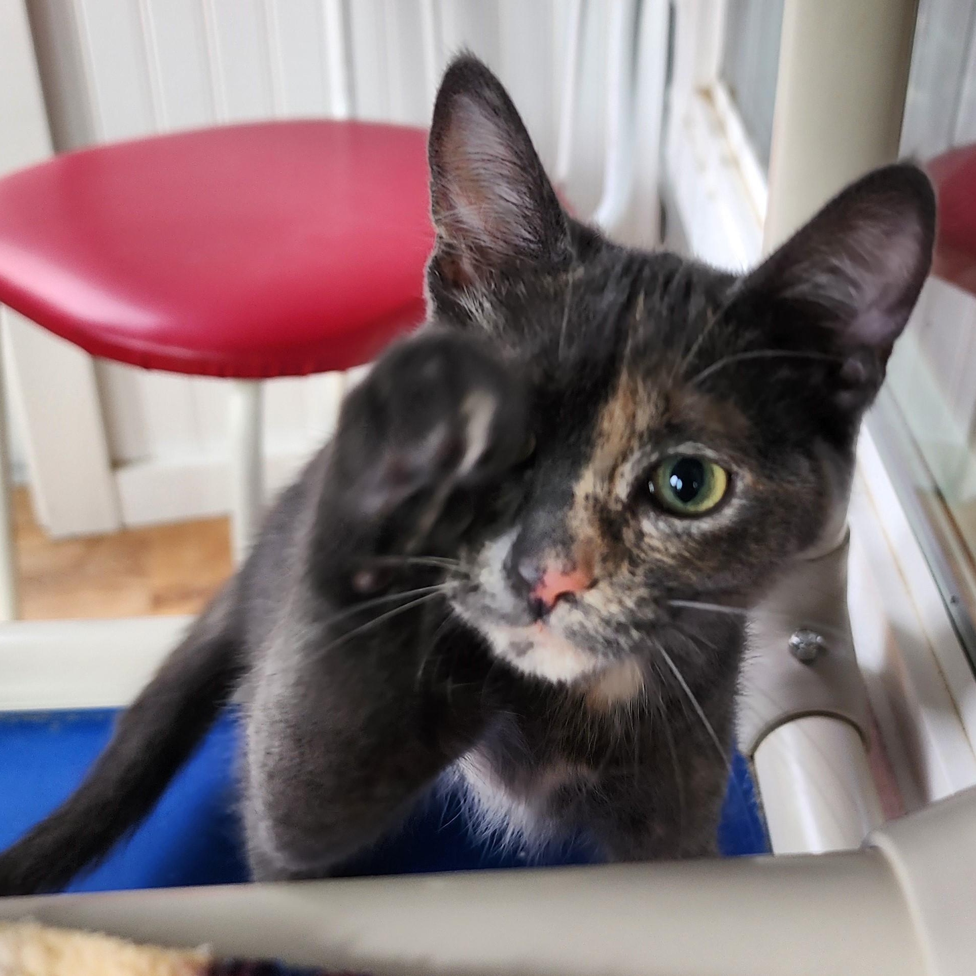 Enlarge Riley - Sweet, Mild Little Wobbly, a Adoptable mixed breed in Hoquiam, WA image 5/6