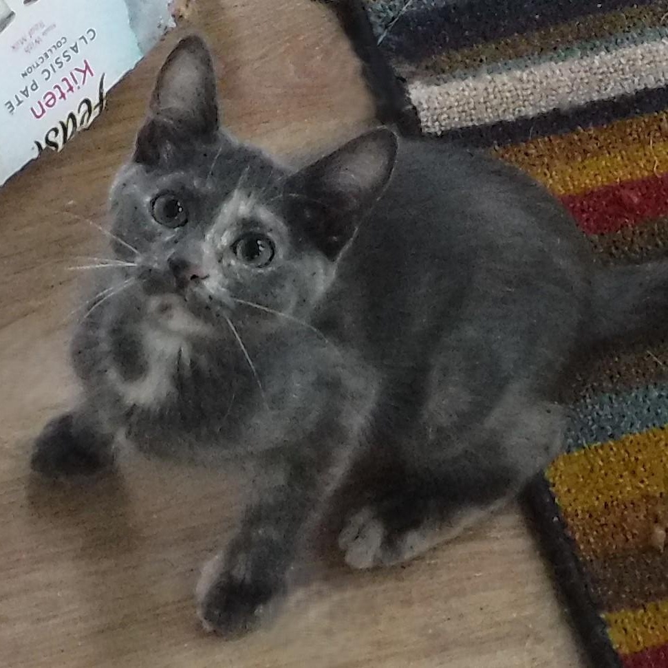 Enlarge Riley - Sweet, Mild Little Wobbly, a Adoptable mixed breed in Hoquiam, WA image 4/6