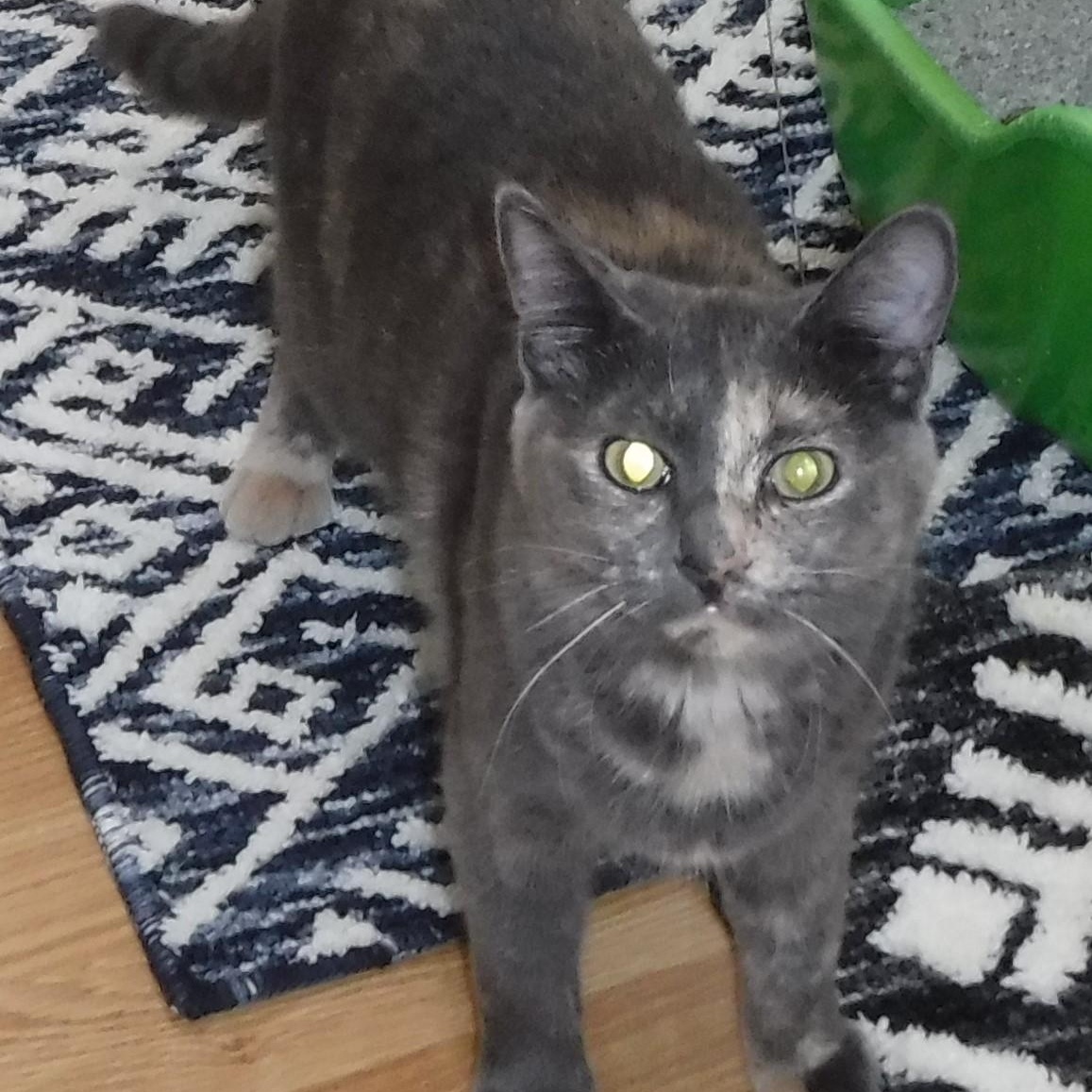 Enlarge Riley - Sweet, Mild Little Wobbly, a Adoptable mixed breed in Hoquiam, WA image 1/6