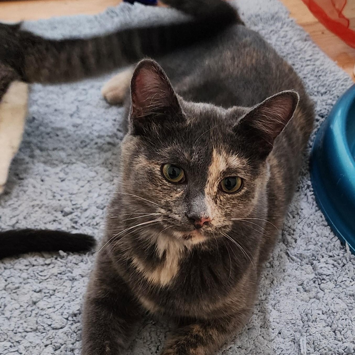 Enlarge Riley - Sweet, Mild Little Wobbly, a Adoptable mixed breed in Hoquiam, WA image 6/6