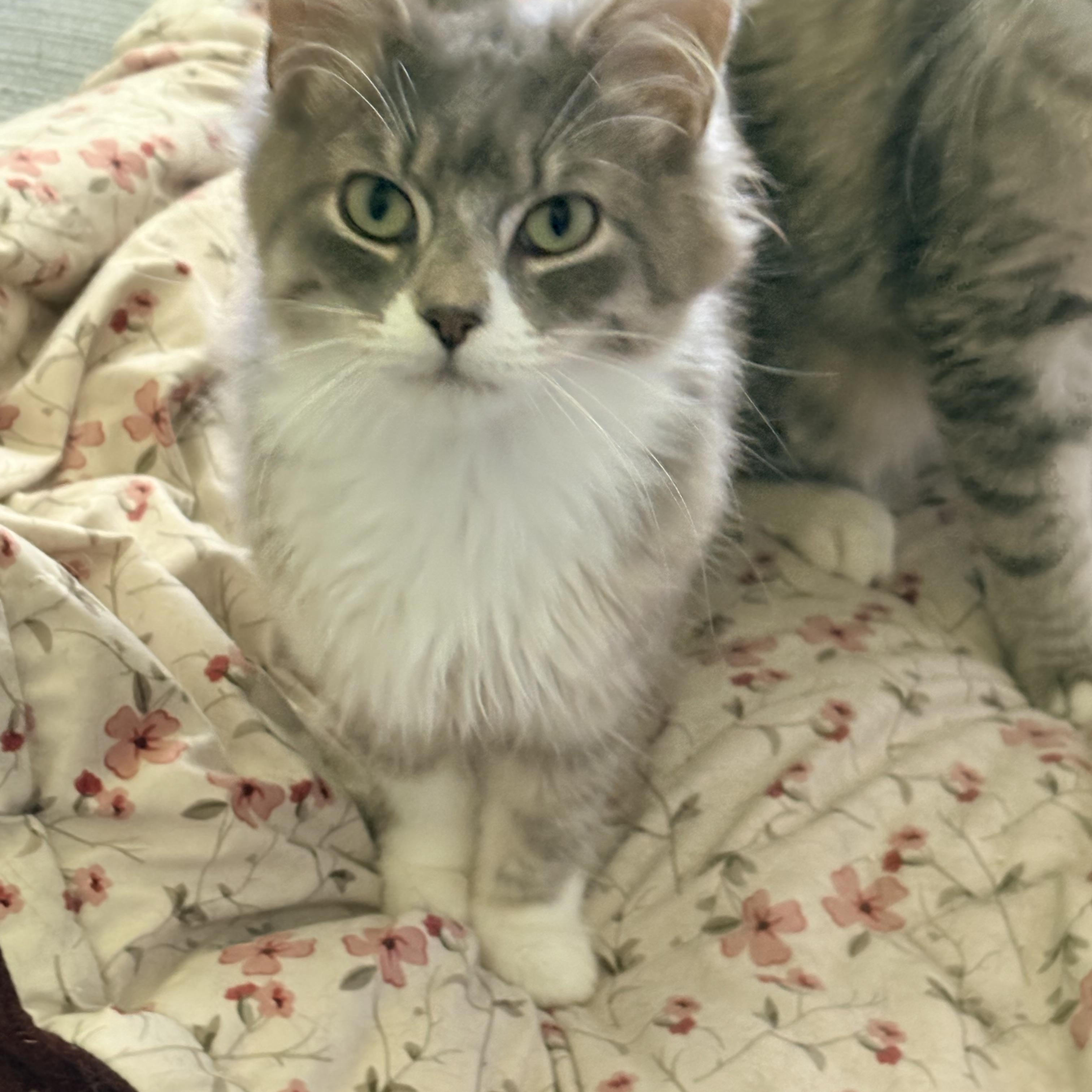 Kyle, an adopted Domestic Long Hair in Fredericton, NB image 5/6
