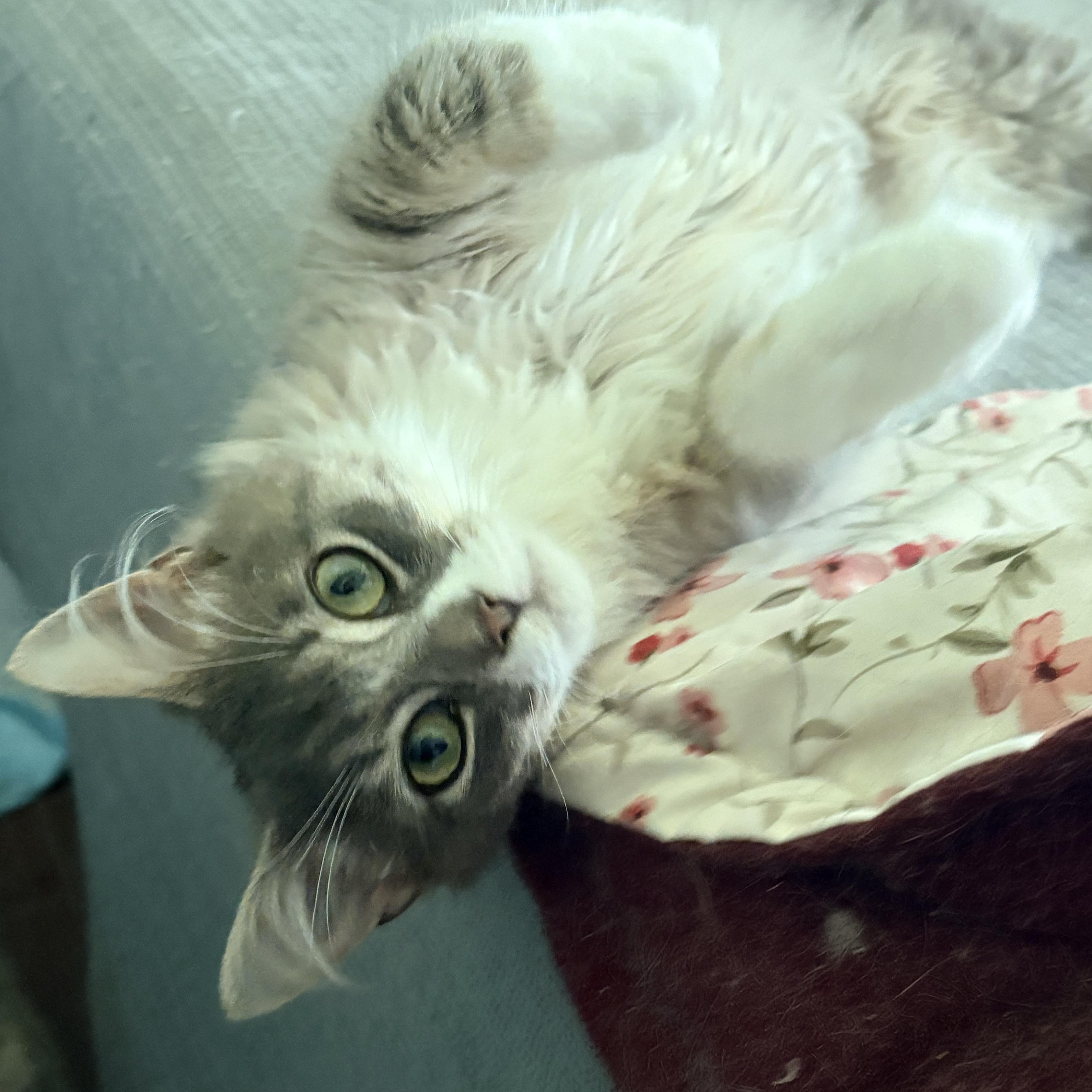 Kyle, adopted, Young Male Domestic Long Hair.