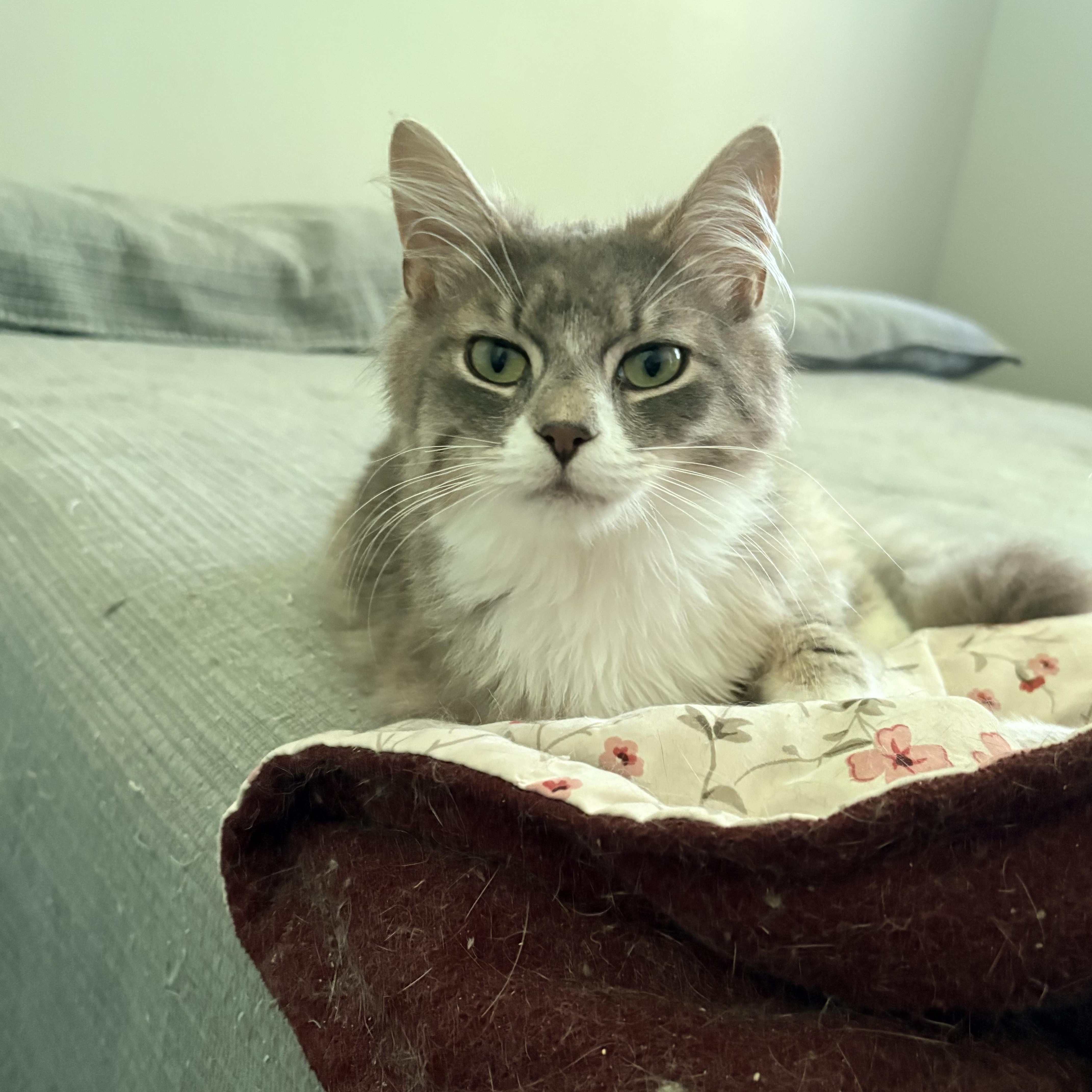 Kyle, an adopted Domestic Long Hair in Fredericton, NB image 2/6