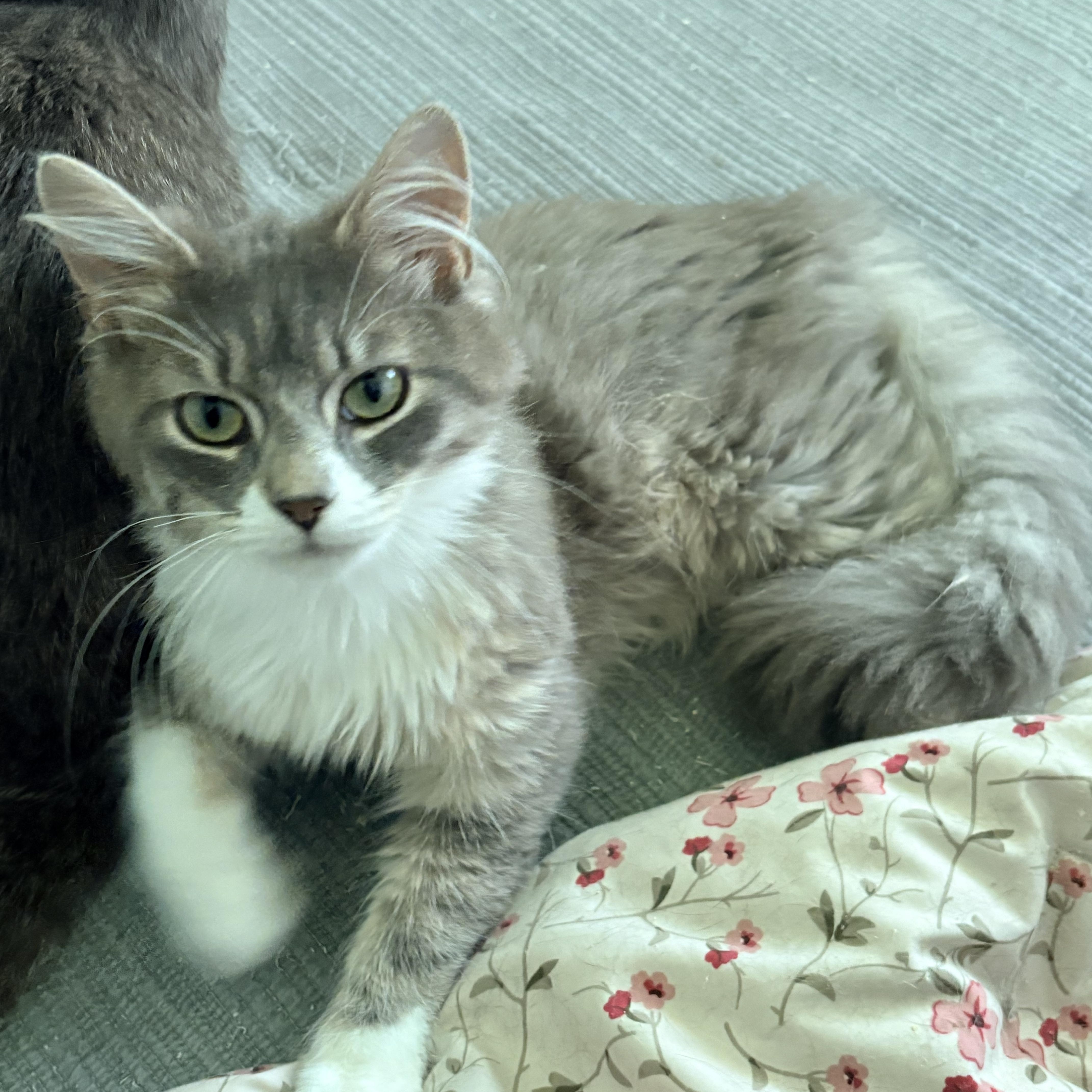 Kyle, an adopted Domestic Long Hair in Fredericton, NB image 6/6