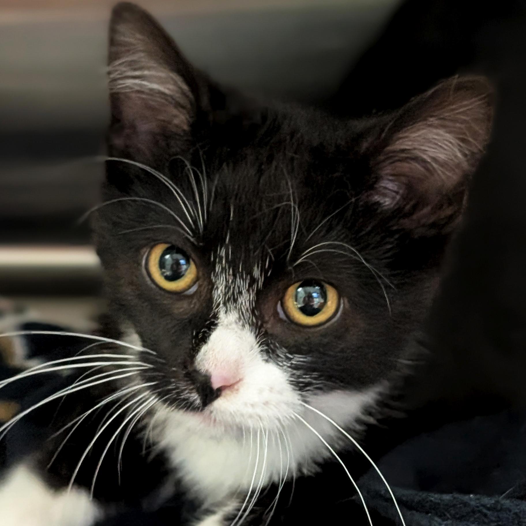 Enlarge Herbert, an adopted Domestic Short Hair in Jefferson, WI image 1/4