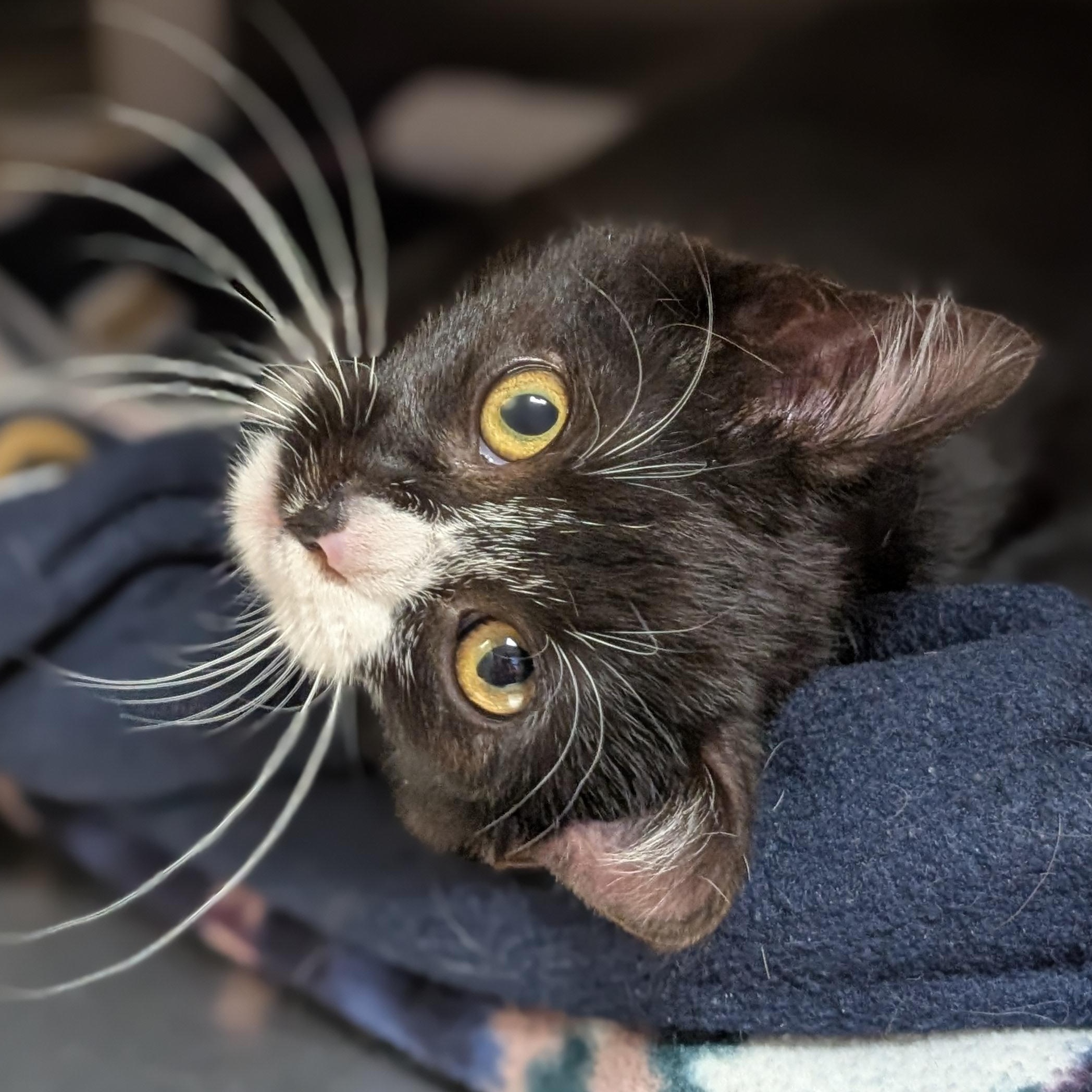 Enlarge Herbert, an adopted Domestic Short Hair in Jefferson, WI image 3/4