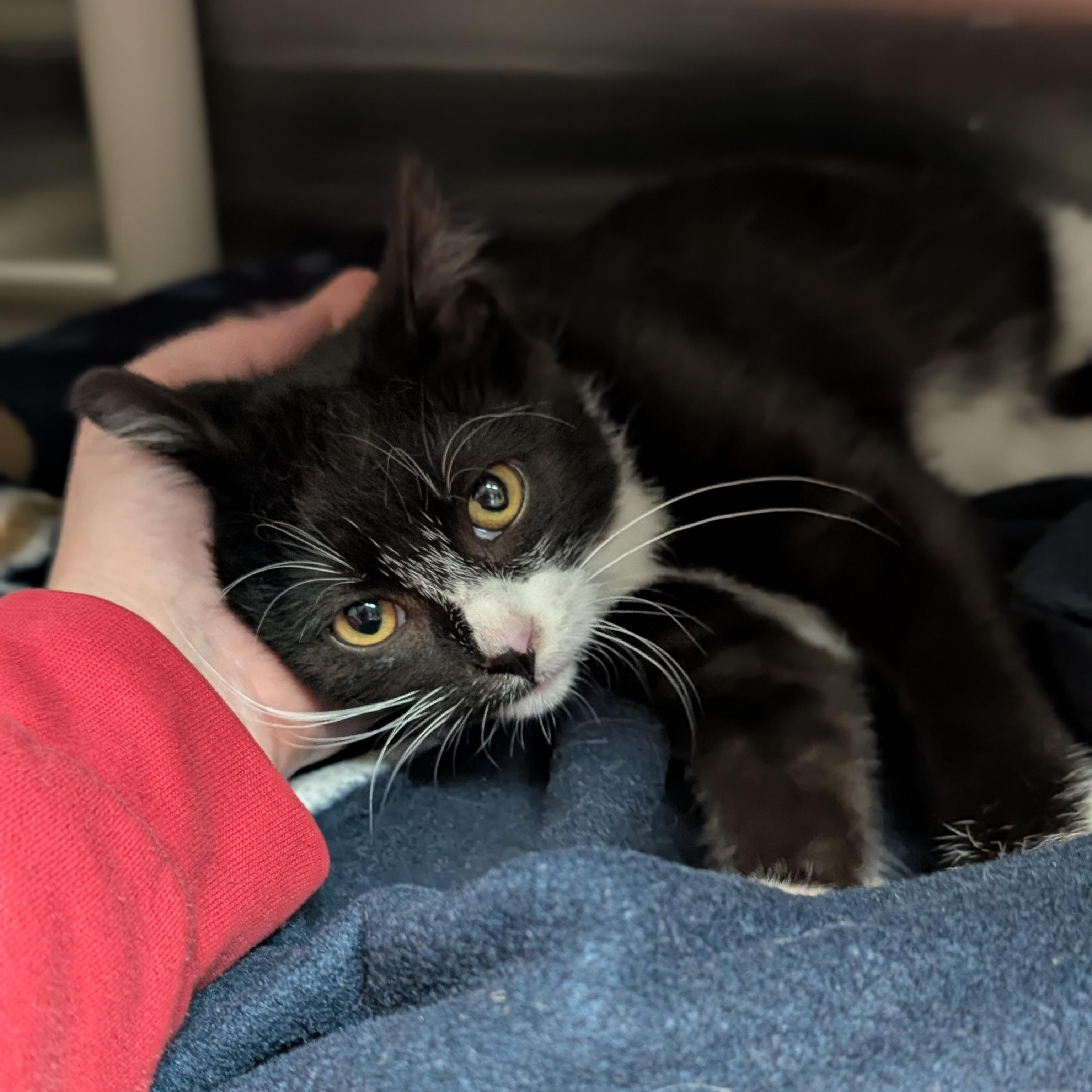 Enlarge Herbert, an adopted Domestic Short Hair in Jefferson, WI image 4/4