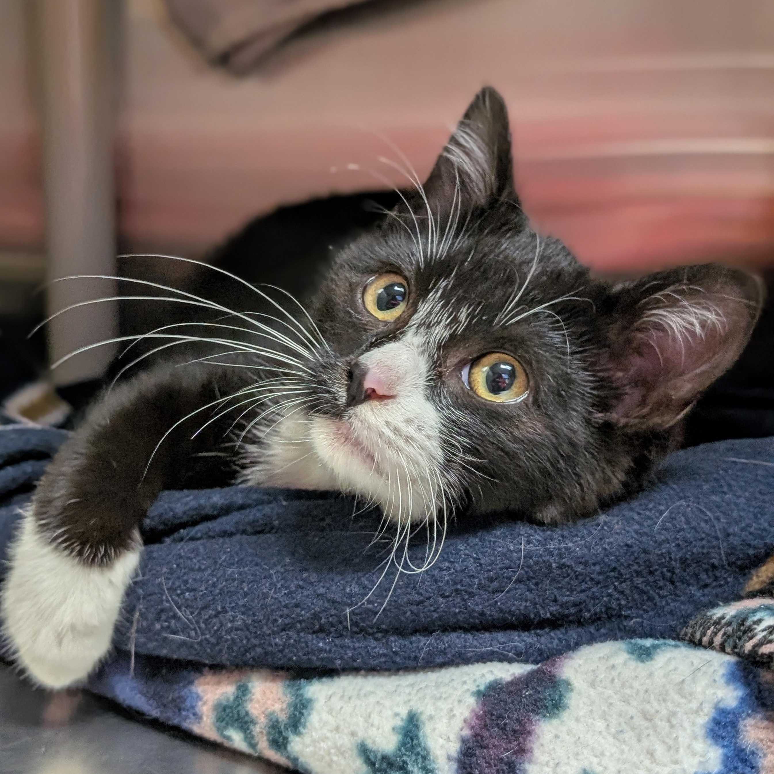 Enlarge Herbert, an adopted Domestic Short Hair in Jefferson, WI image 2/4