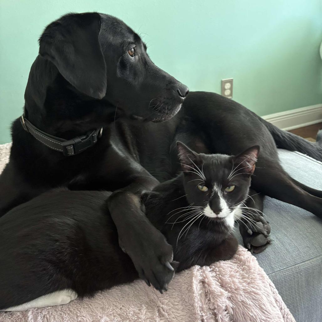 Kal, Adoptable, Young Male Domestic Short Hair.