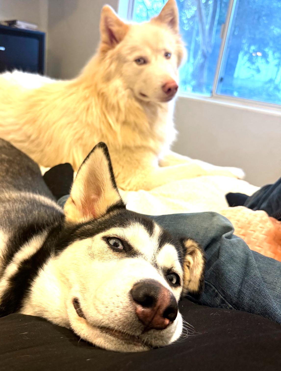 Enlarge Levi , an adopted Siberian Husky in Winters, CA image 4/5